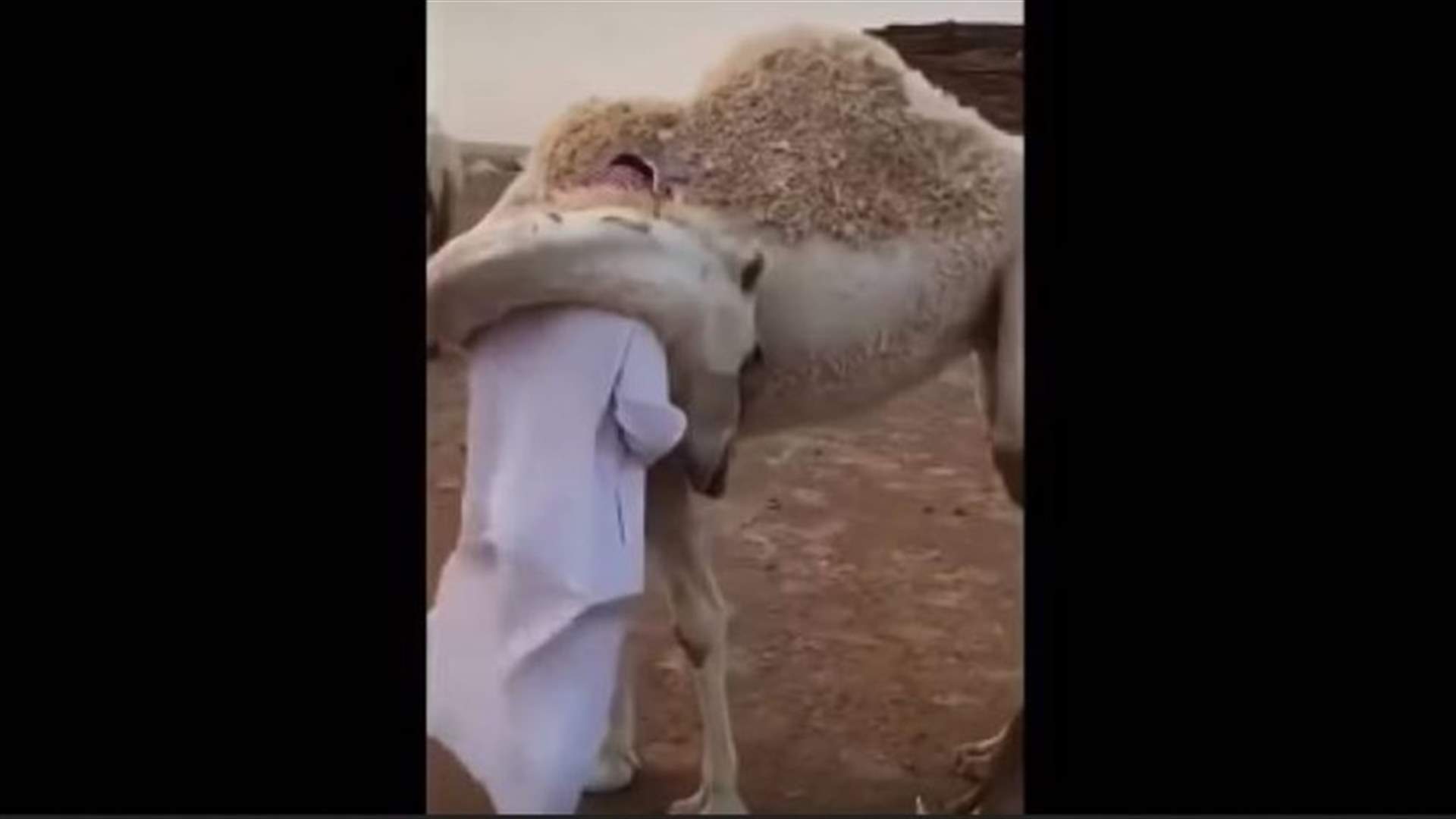 حب ناقة لمالكها يشعل الإنترنت ... تعانقه يومياً (فيديو)