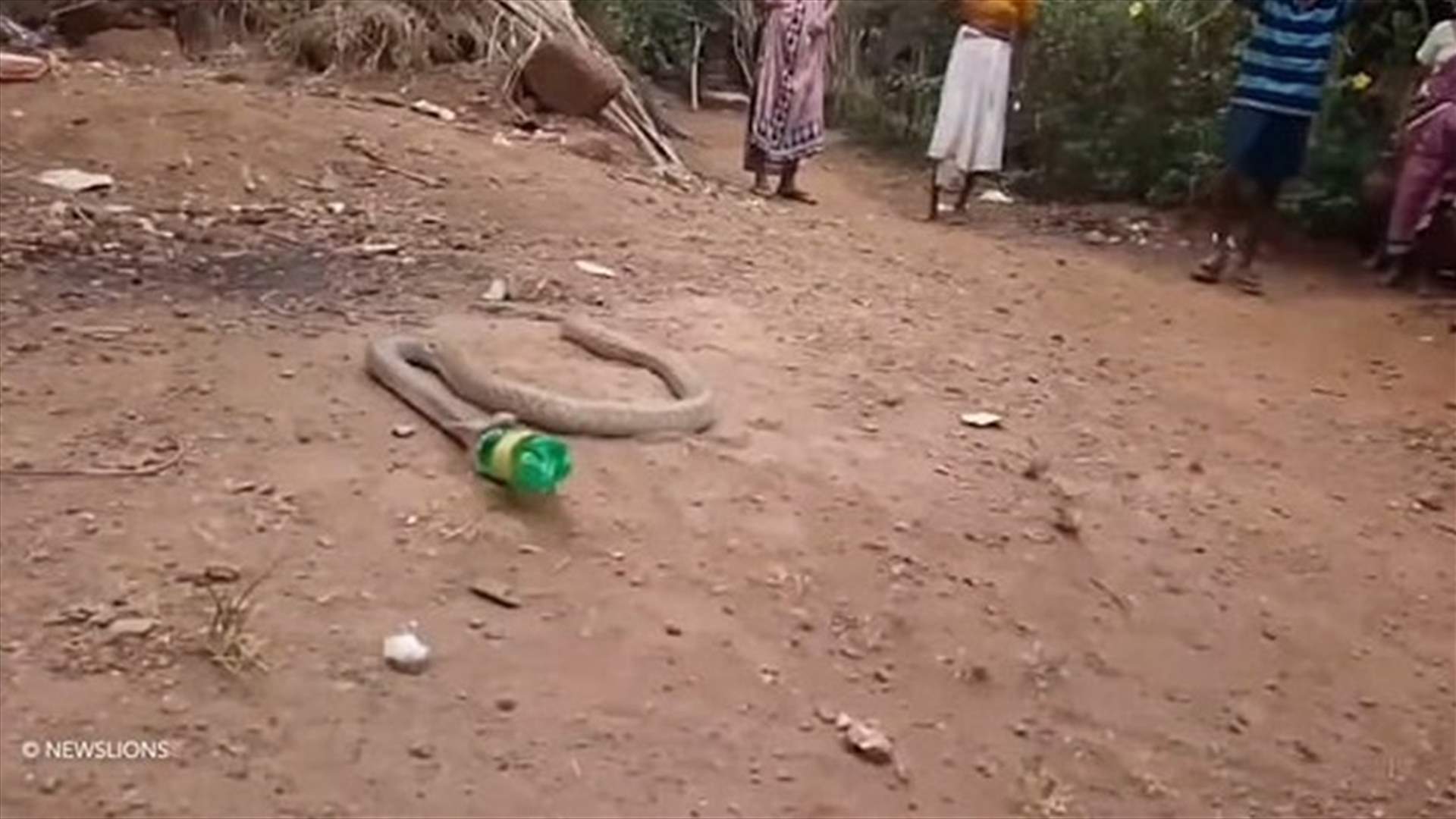 كوبرا تبتلع عبوة بلاستيكية عن طريق الخطأ... فيديو تخلصها منها تقشعر له الأبدان