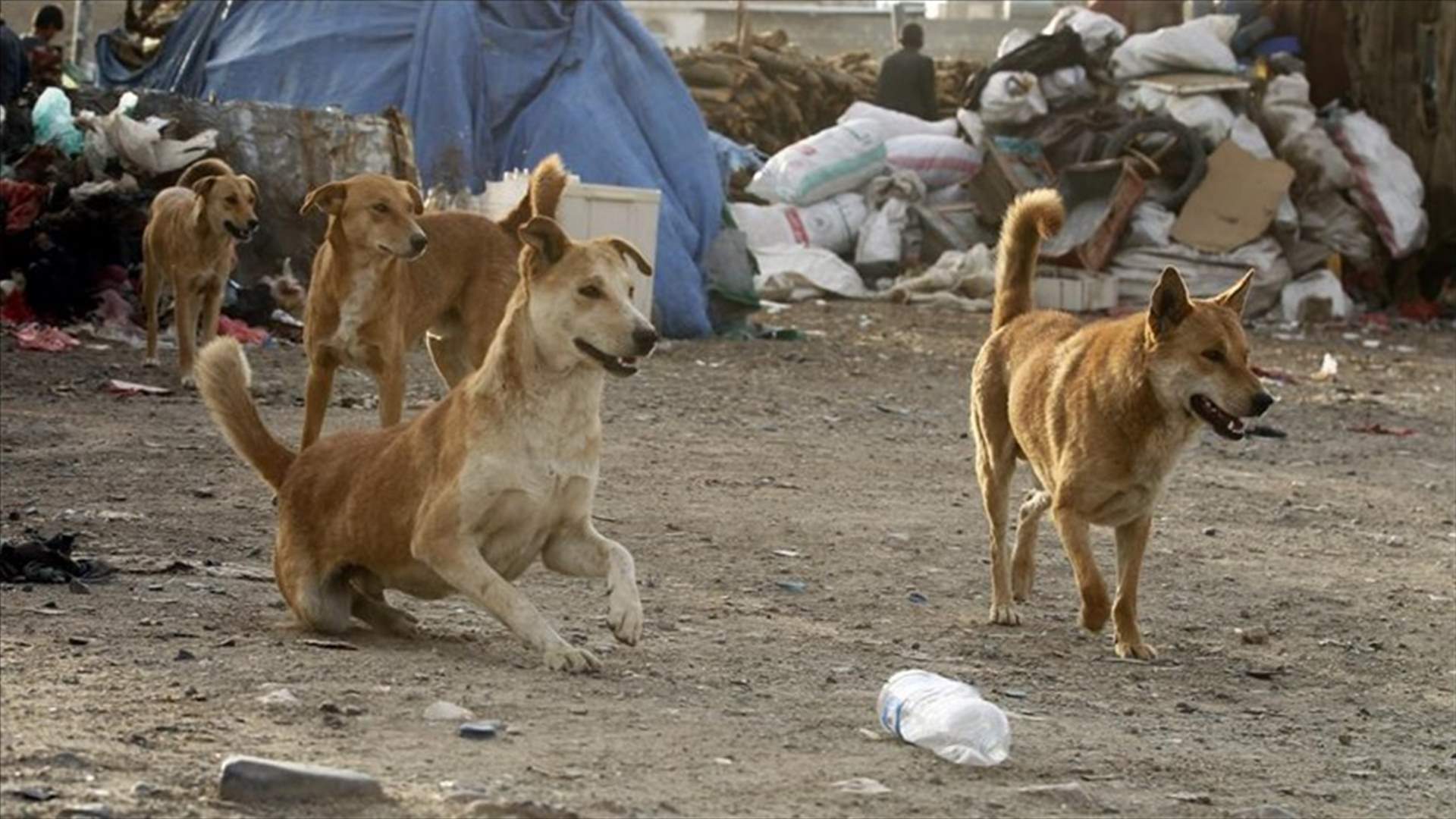 كلاب ضالة تقتحم غرفة العمليات بمستشفى وتنهش طفلاً حديث الولادة!