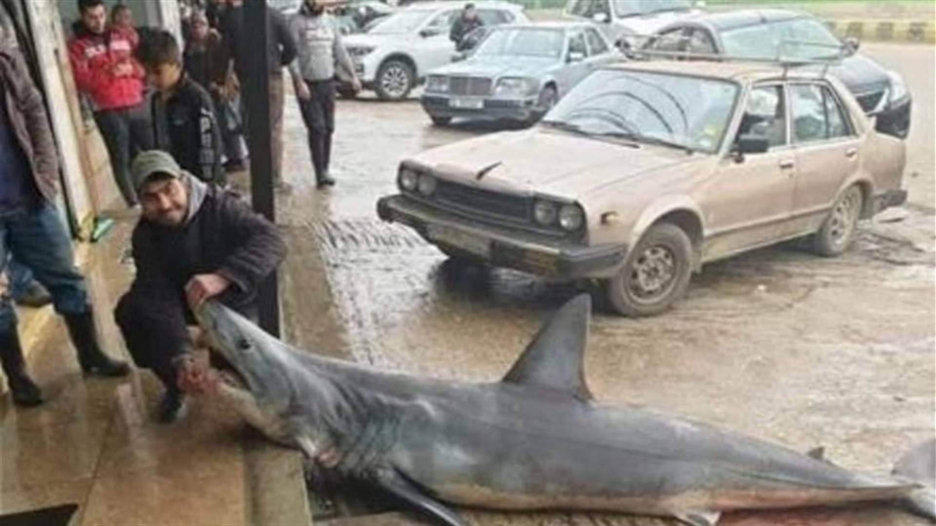 Fishermen catch shark off Abdeh coast-[PHOTO]