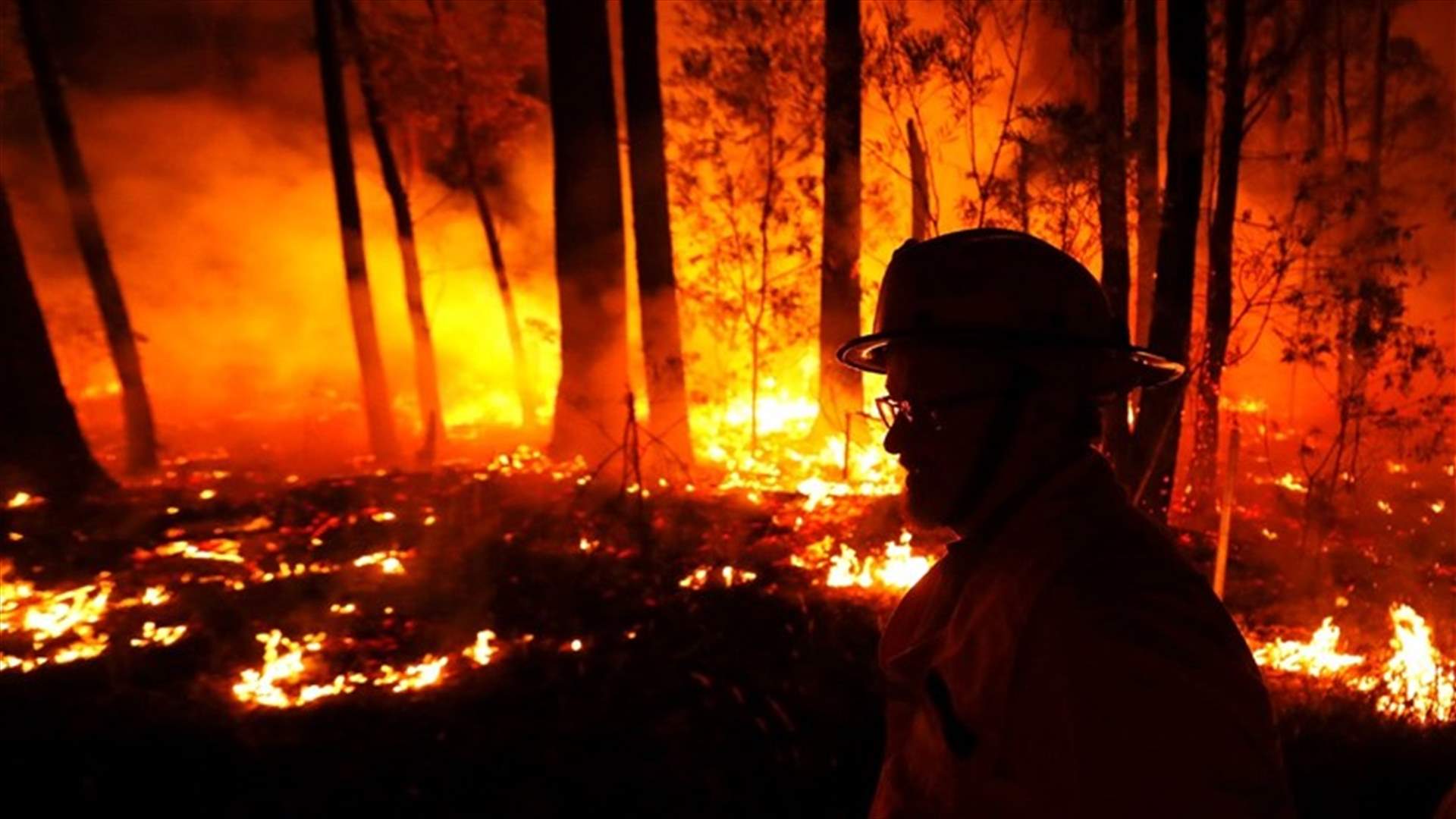 صور لكوالا حزين بعد حرائق أستراليا تفطر القلوب