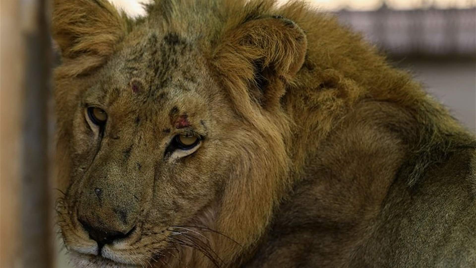 صور صادمة لأسود بحالة يرثى لها... وحملة إلكترونية لإنقاذها! (صور)