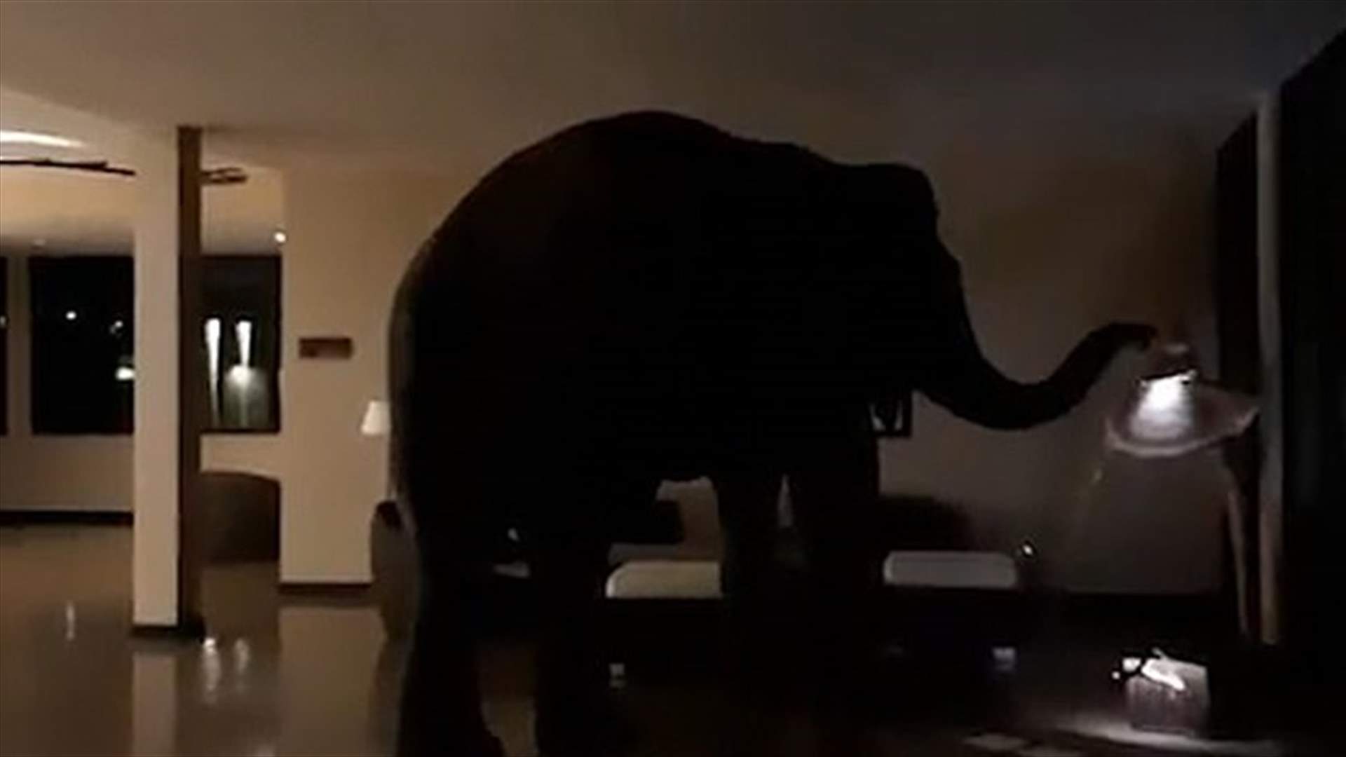 فيل يجول قاعة الاستقبال داخل فندق في سريلانكا (فيديو)