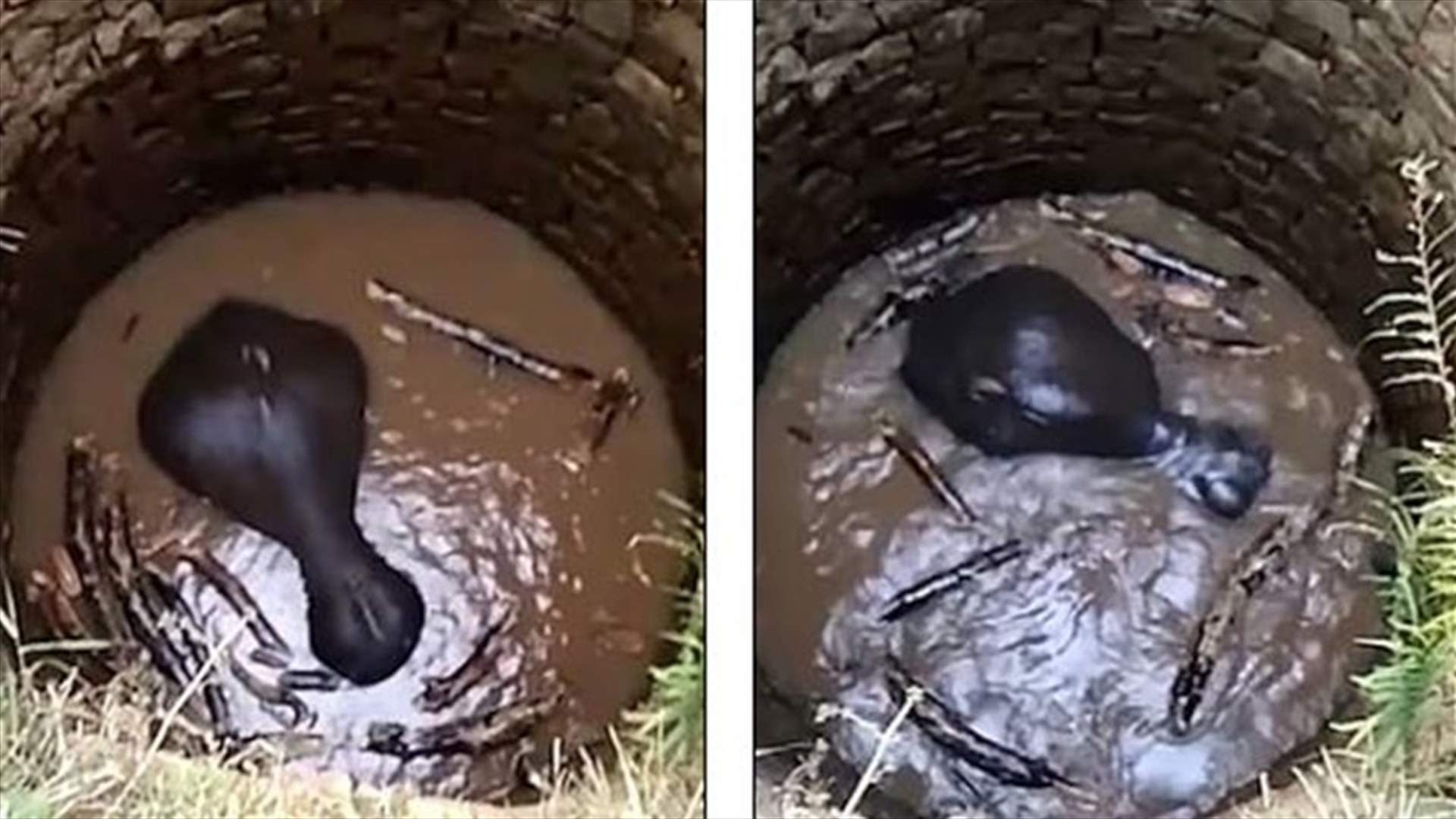 صغير فيل علق داخل بئر... وخطّة مبهرة من السكان لإنقاذه! (فيديو)