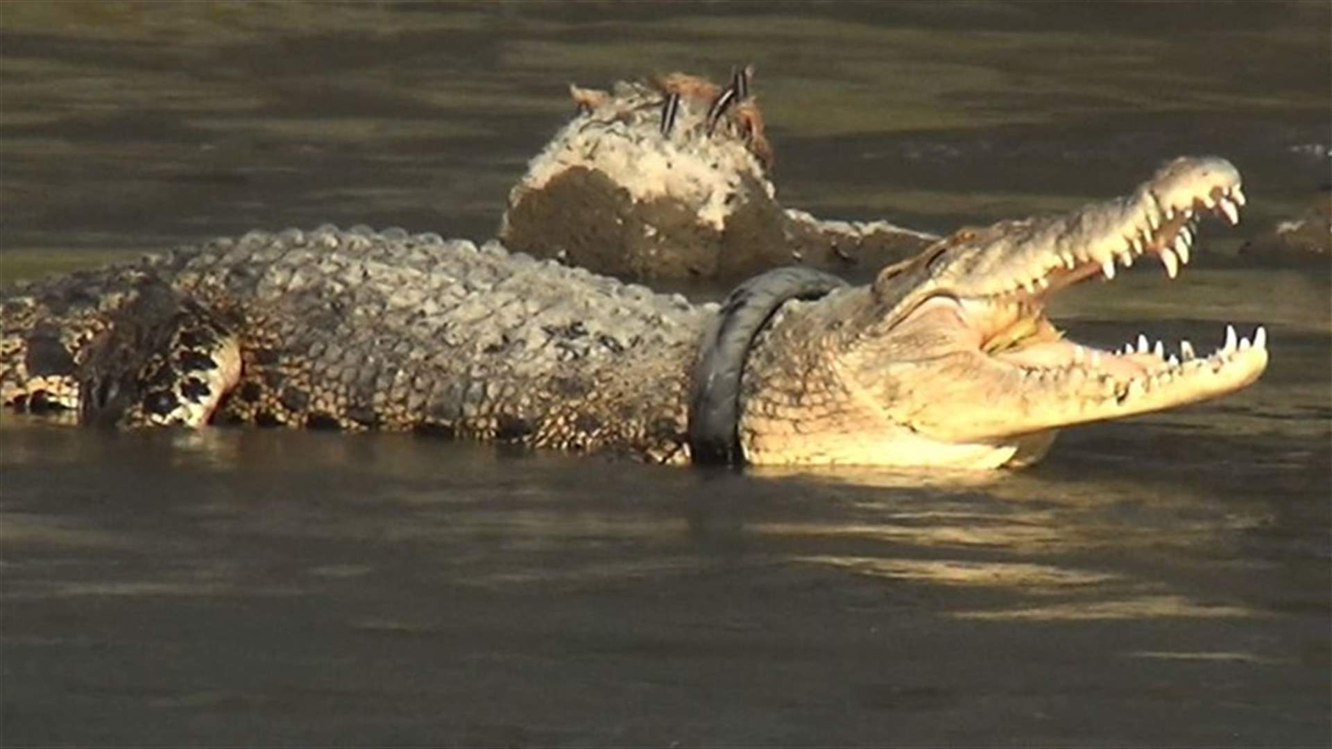 Indonesian crocodile with tire stuck around neck seeks relief