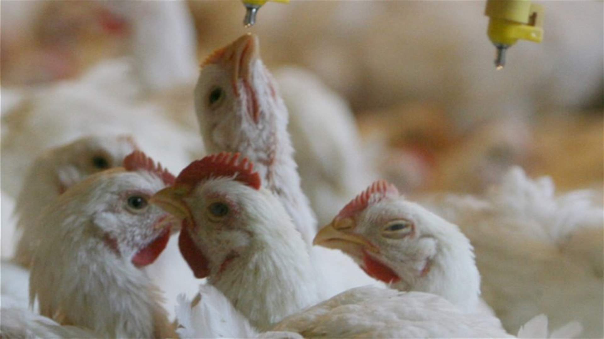 إنهم يقتلوننا... بالدجاج! مزارع الدواجن تستخدم مضادات حيوية تساهم في نقص المناعة (الاخبار)