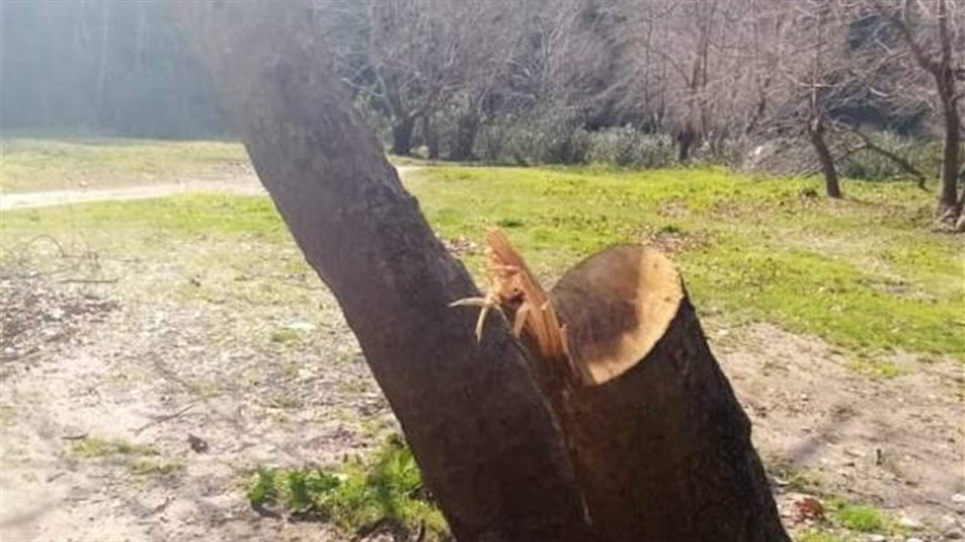 مجزرة بيئية في منطقة عيون السمك... مجهولون قطعوا 9 أشجار دلب معمرة (صورة)
