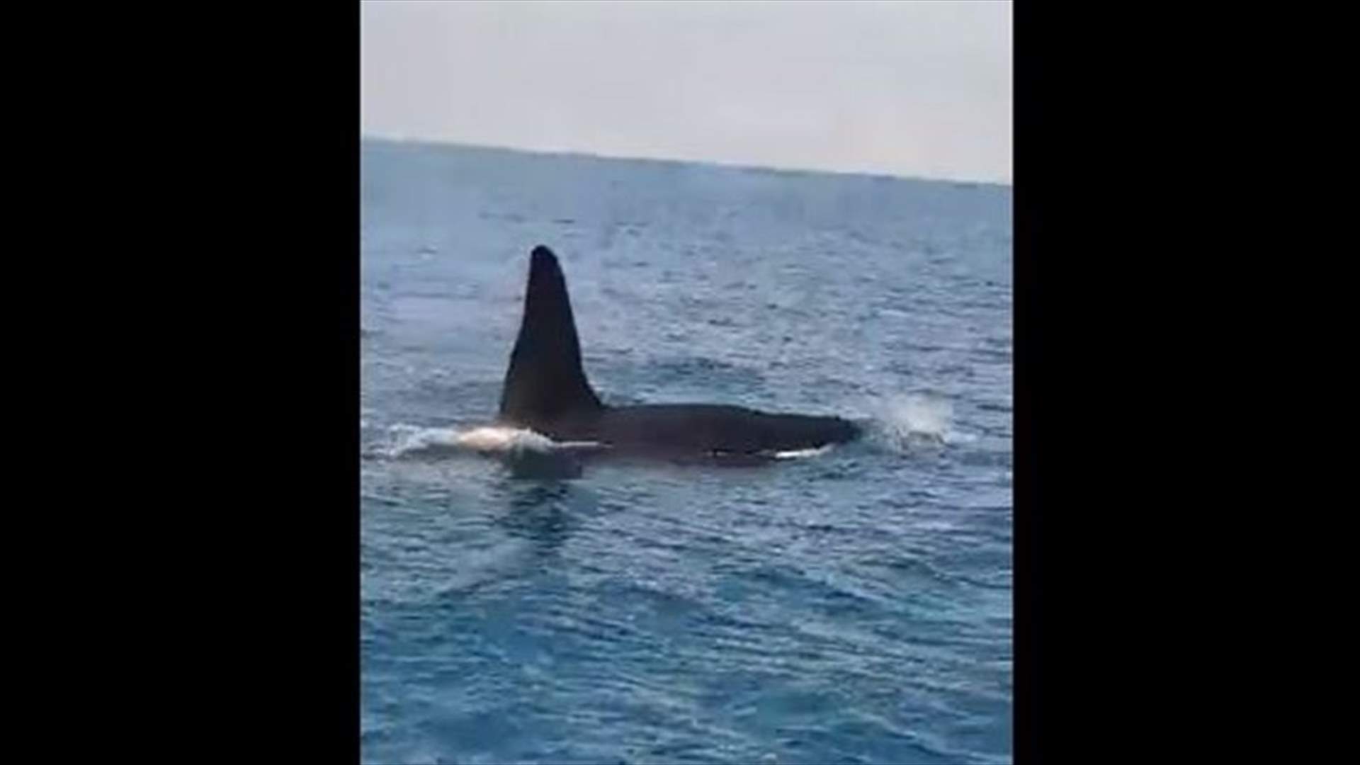 Orca spotted off Khaldeh coast-[VIDEO]