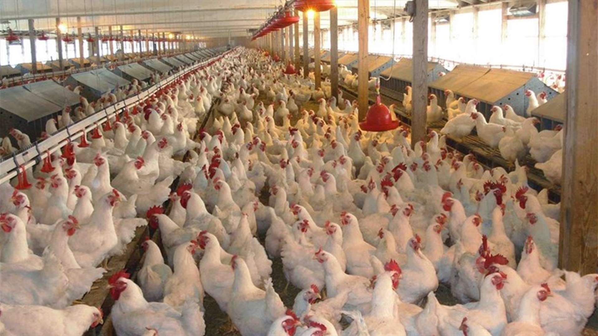 السعودية تبلغ عن تفشي سلالة إتش5إن8 من إنفلونزا الطيور في مزرعة
