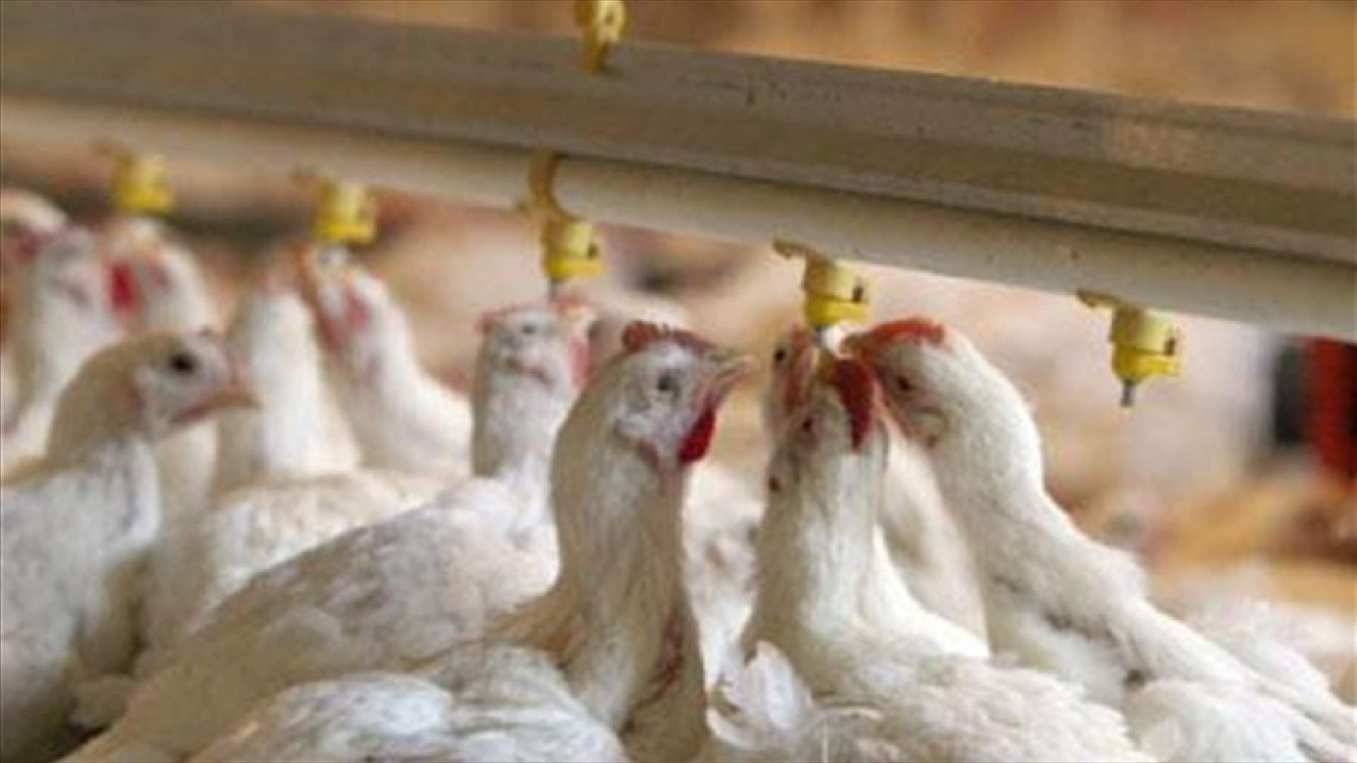رئيس نقابة مربي الدواجن في ​البقاع يوجه كتابا الى حسان دياب...