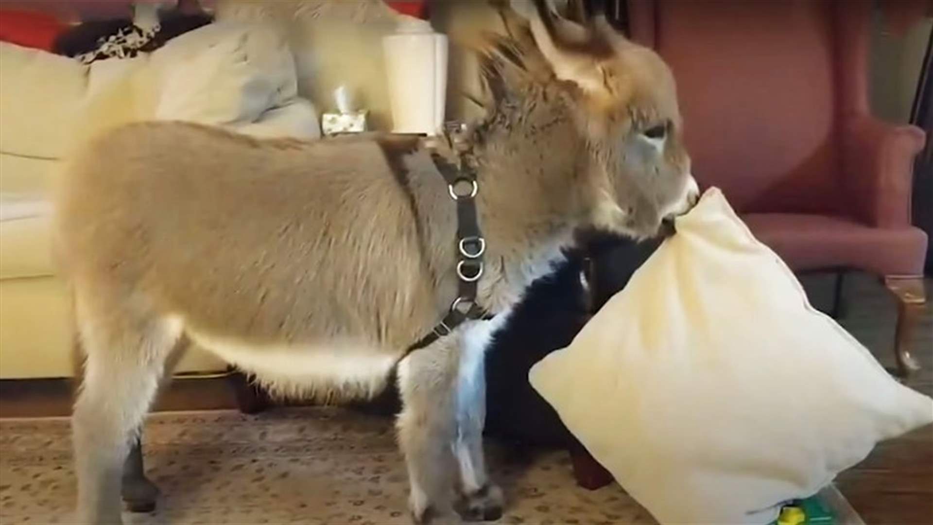 حمار تحوّل ككلب أليف... شاهدوا ماذا فعل مع صاحبته داخل المنزل (فيديو)