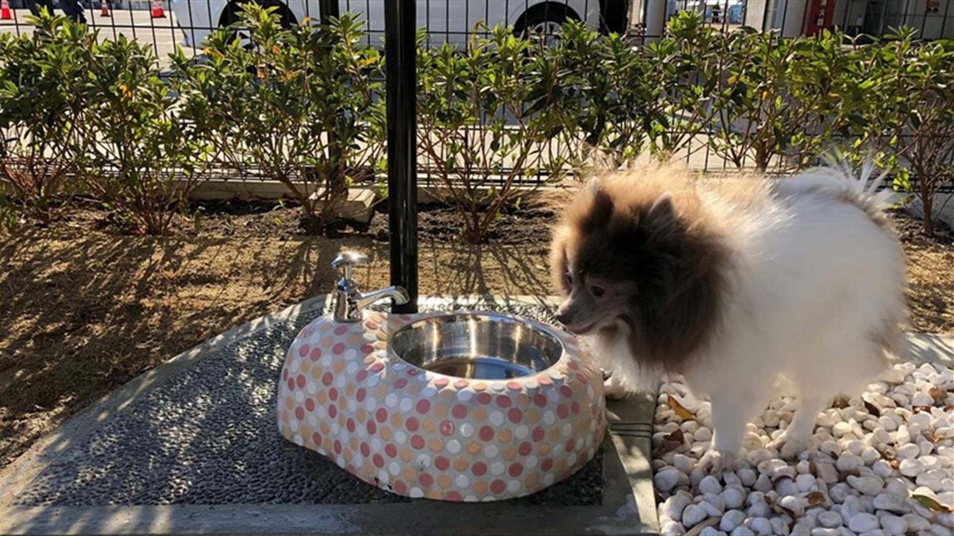 Osaka airport introduces canine comfort room, complete with pole