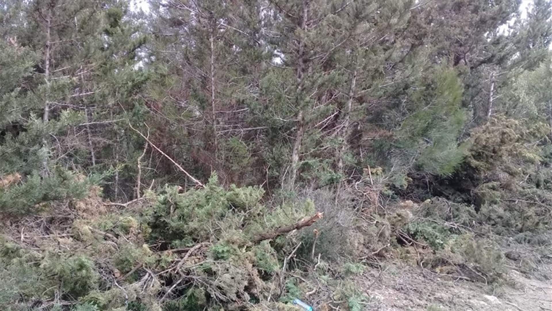 مجهولون قطعوا أشجارا حرجية في خراج بينو