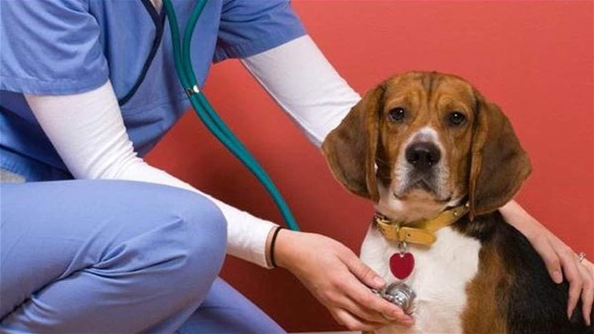 نقابة الأطباء البيطريين: لم تسجل إصابات عالميا للحيوانات الأليفة بفيروس كورونا ولا انتقال منها إلى الإنسان