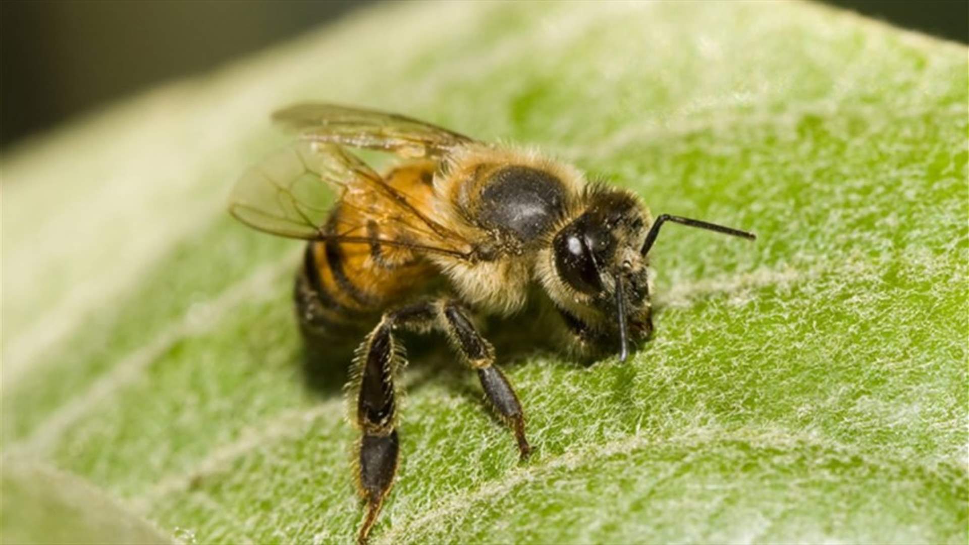 معركة مرعبة بين الشرطة و40 ألف نحلة... وإصابات خطيرة في أميركا (فيديو)