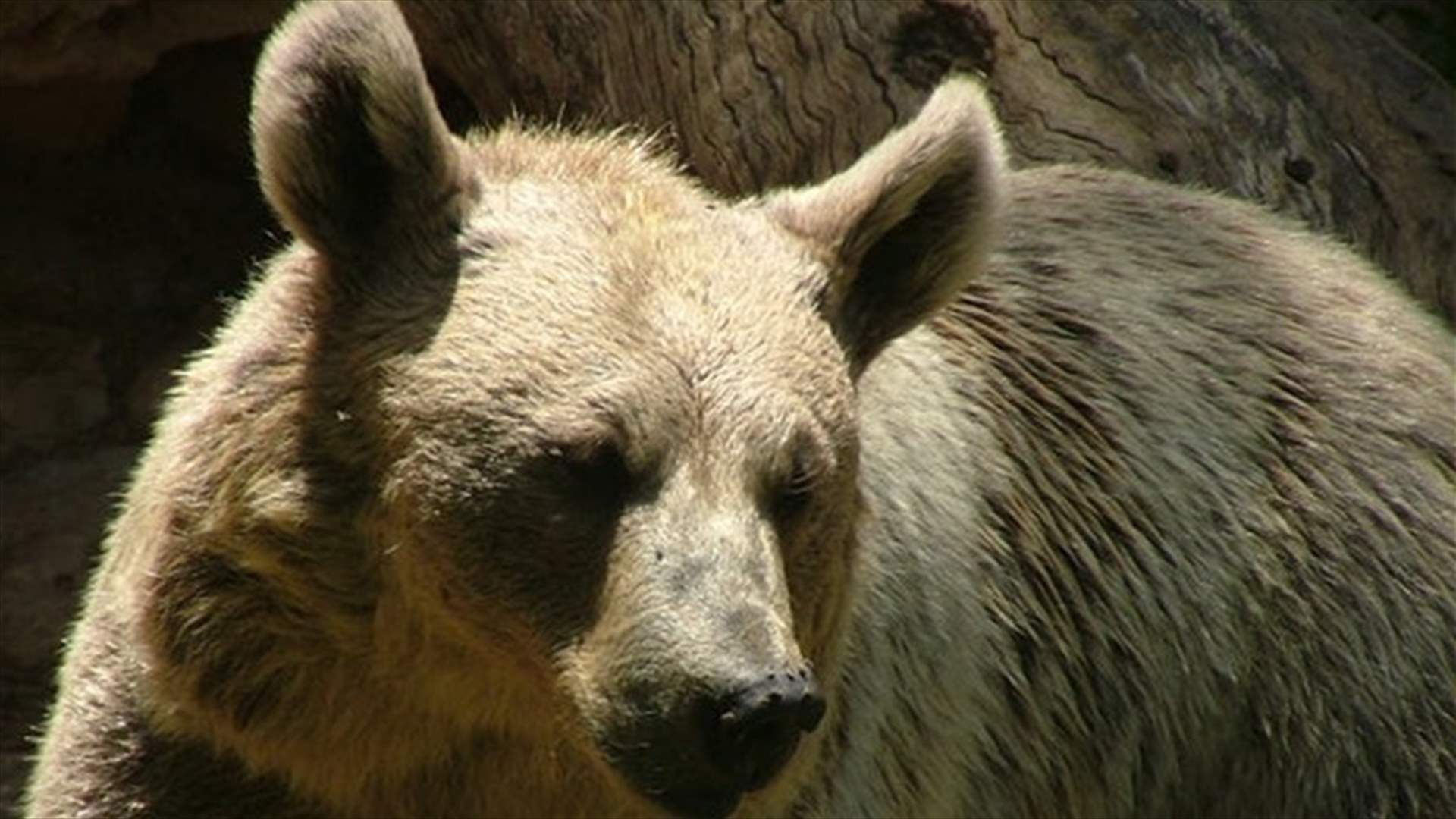 الدب السوري يعاود الظهور في لبنان بعد أكثر من 60 عامًا على اختفائه!