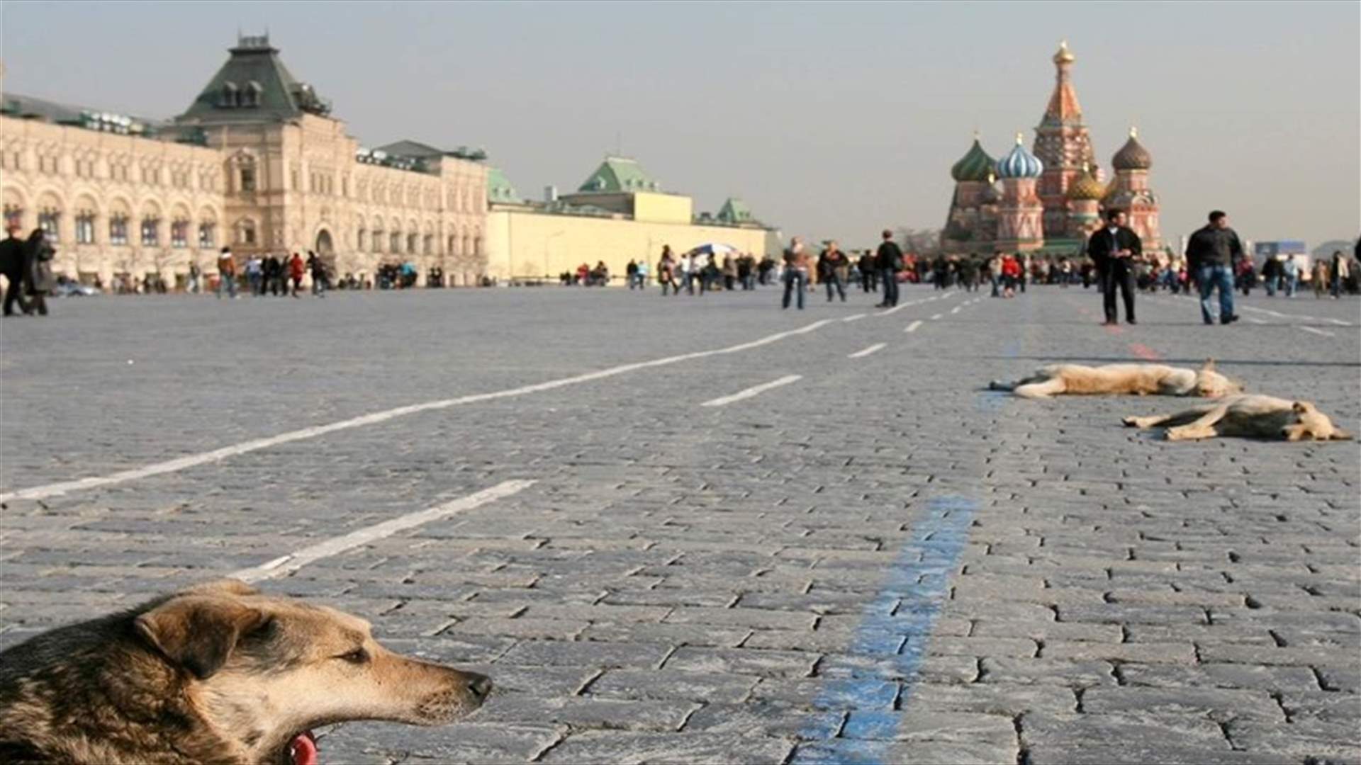 Moscow rounds up stray animals, kills rats over coronavirus fears