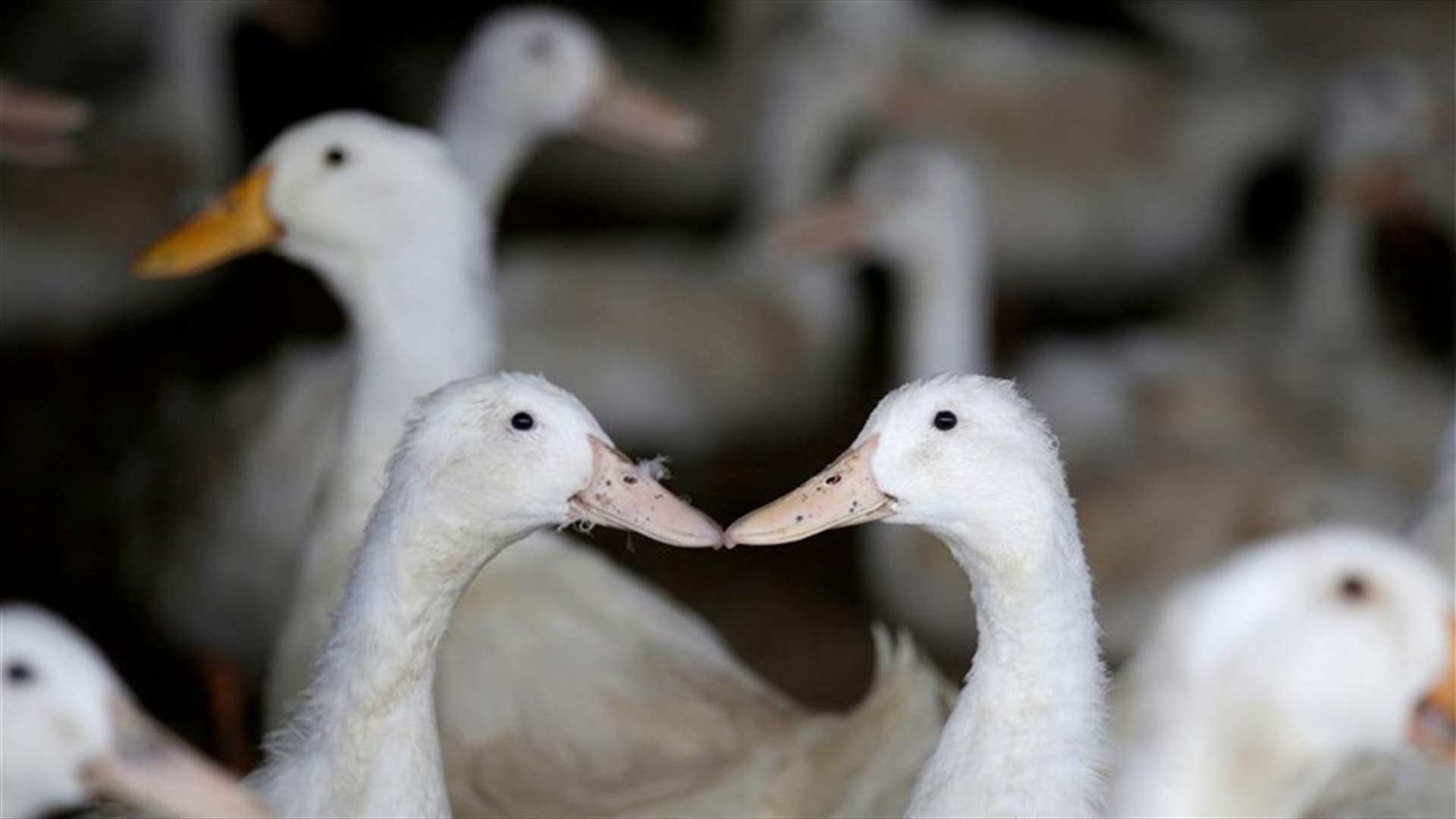 Expert rules viral idea to send ducks to tackle locust swarm just doesn't fly