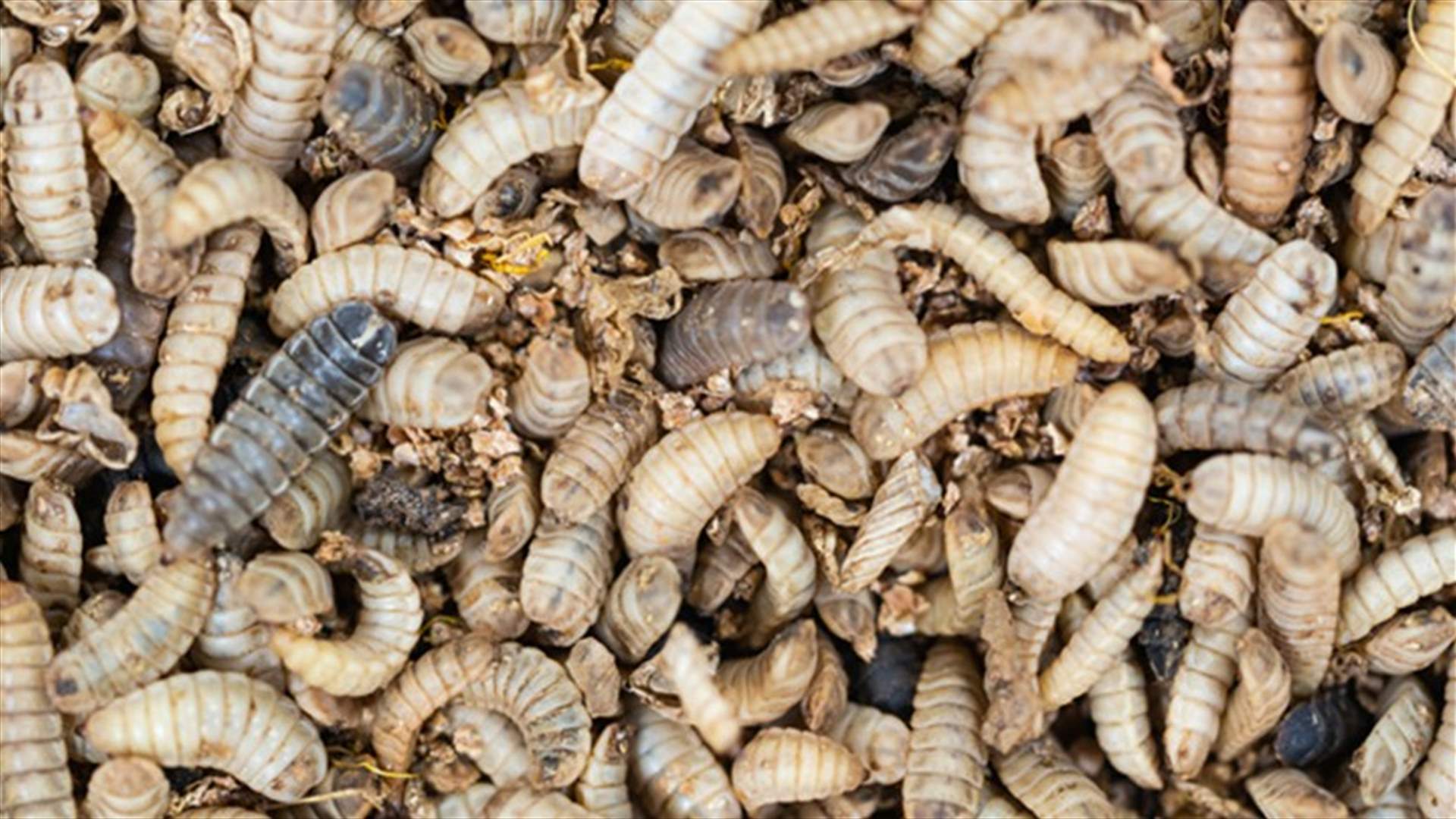 Would you eat Belgian waffles made with "bug butter"?