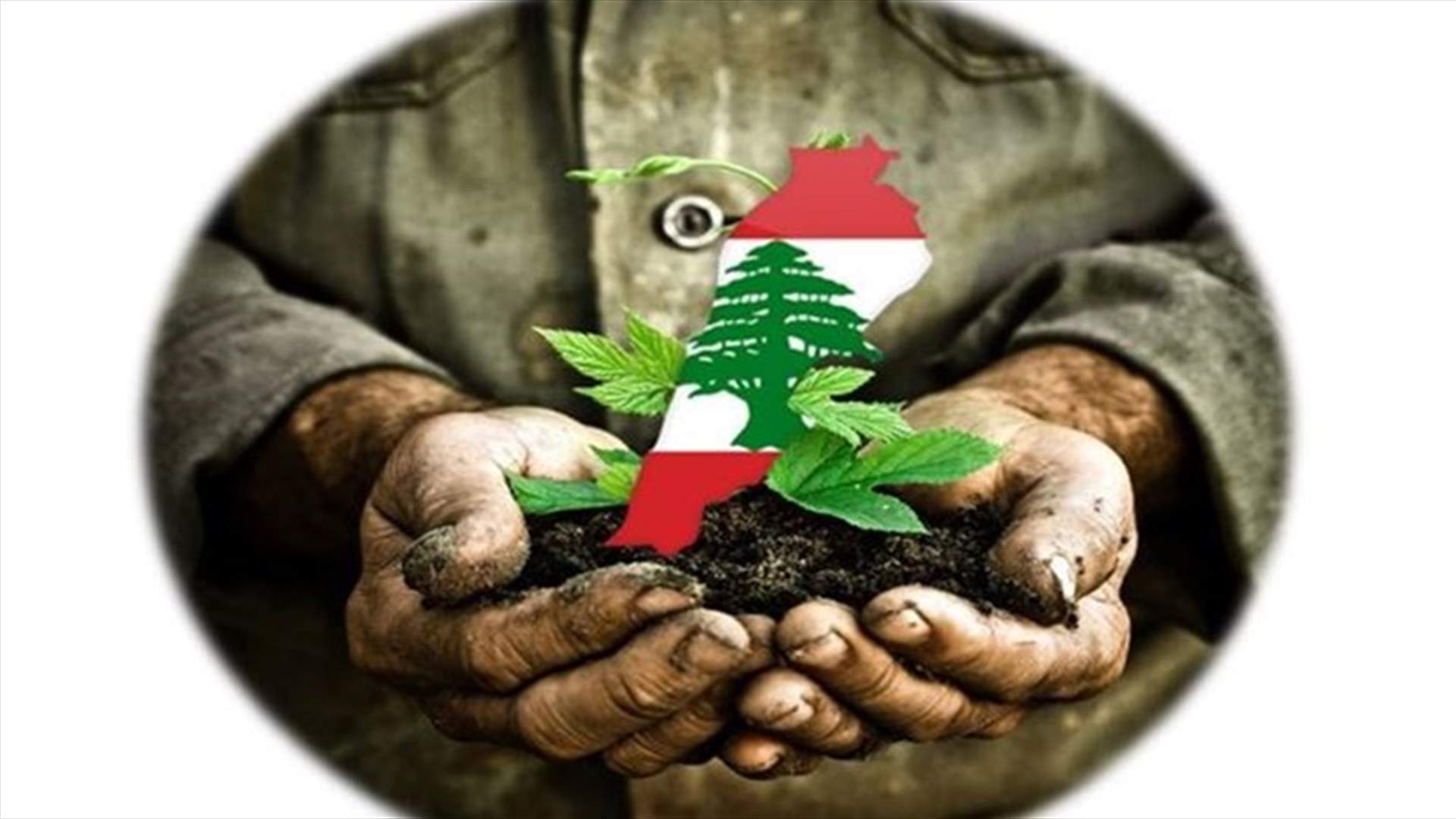 نقابة مزارعي الأزهار شكرت للحكومة سماحها استثنائيا بالعمل خلال أسبوع عيد الأمهات