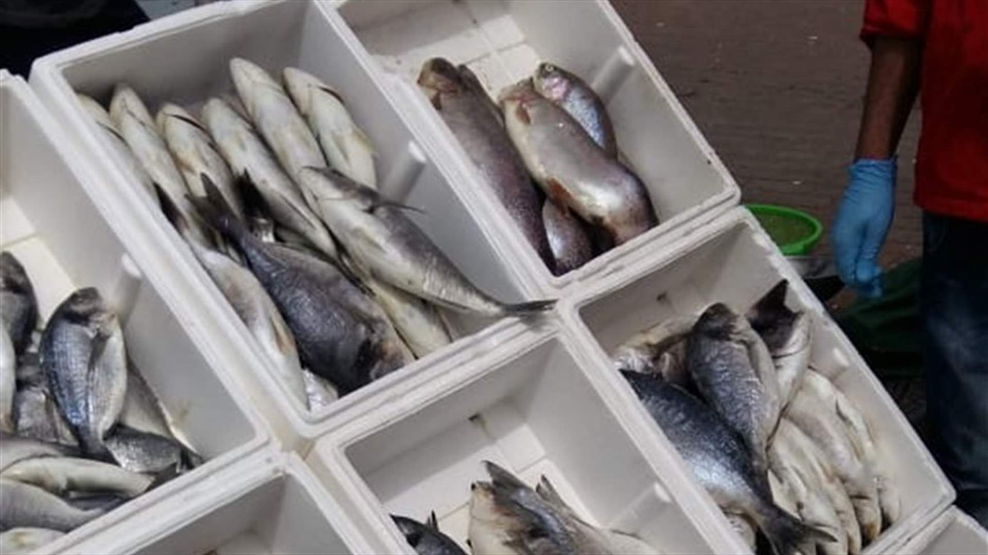 مندوبو الصحة أزالوا بسطات بيع سمك مخالفة في صيدا