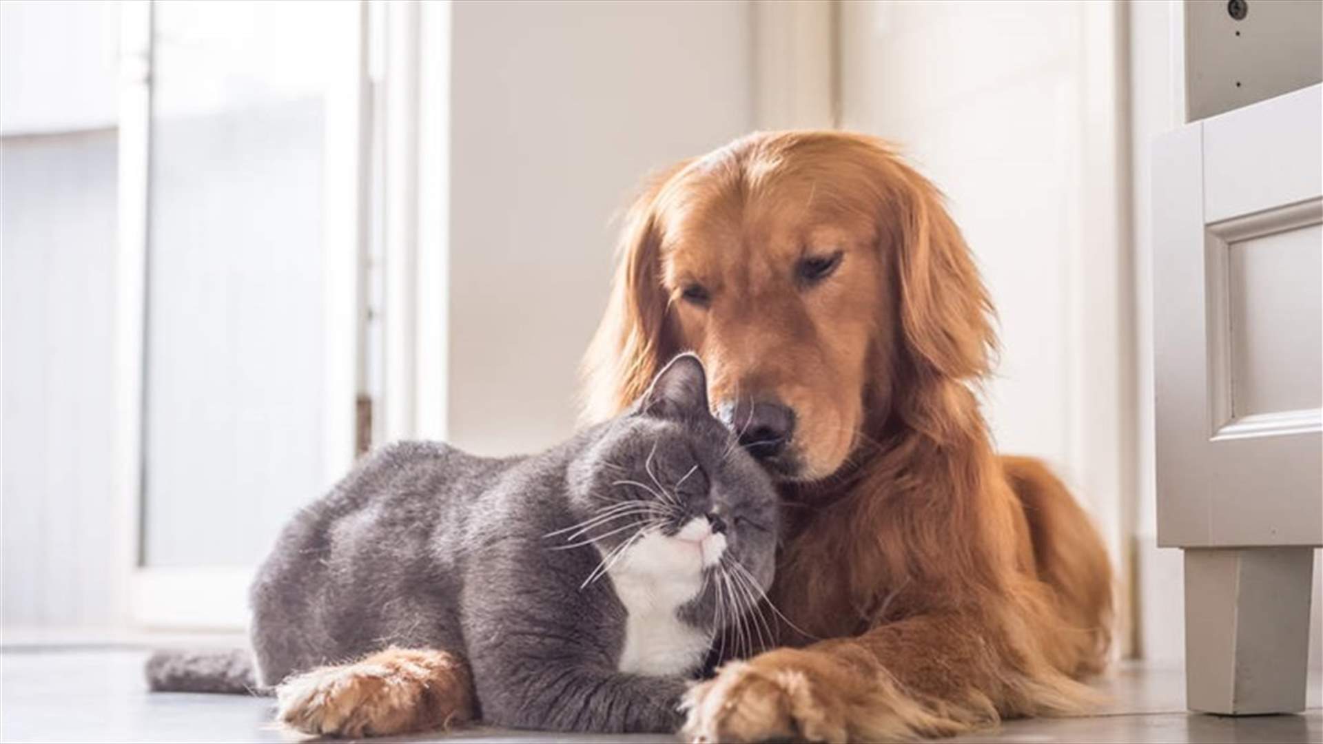 Tips on caring for pets during Coronavirus quarantine