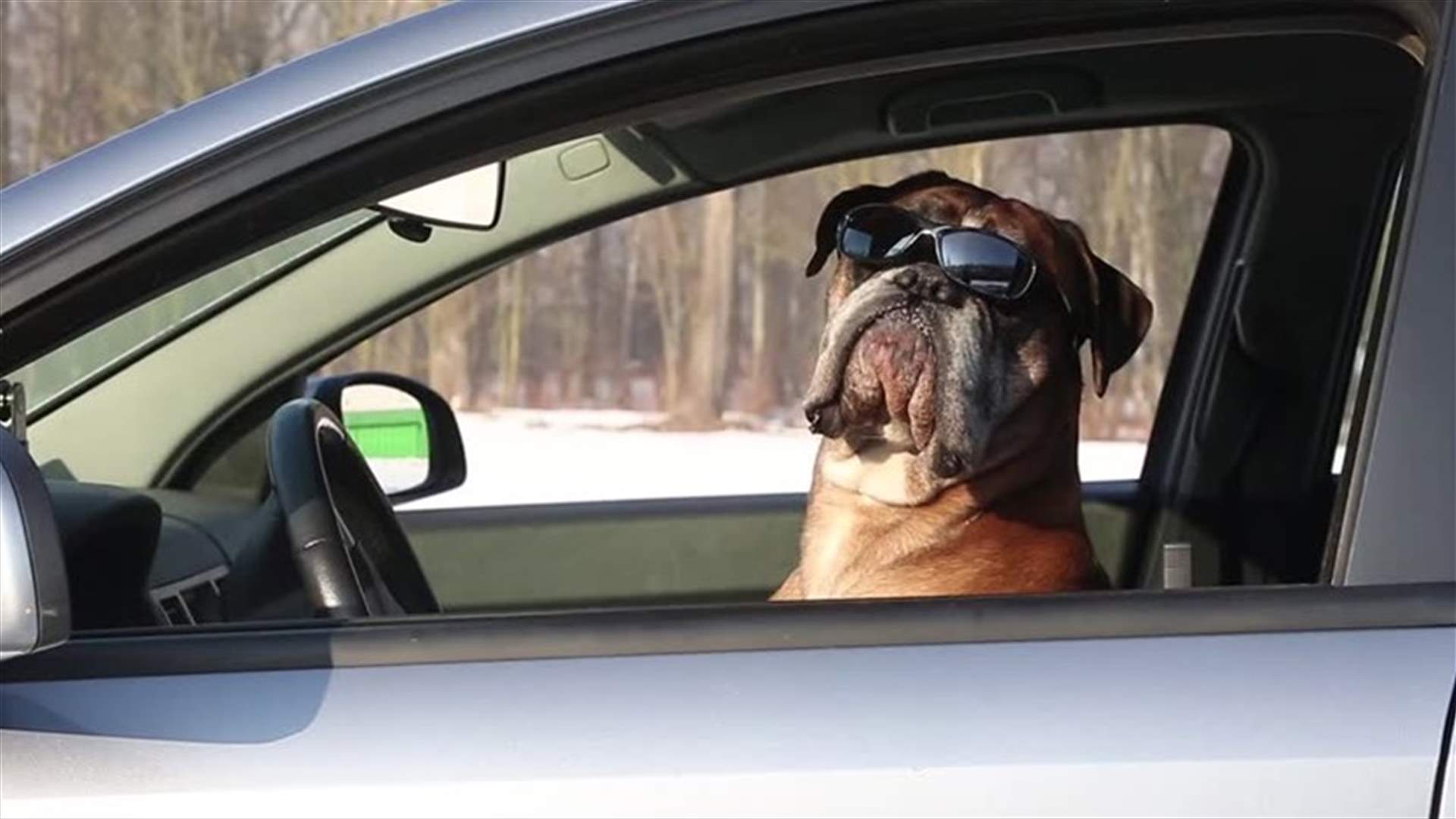 مطاردة عالية السرعة بين الشرطة ورجل يعلّم كلبه القيادة