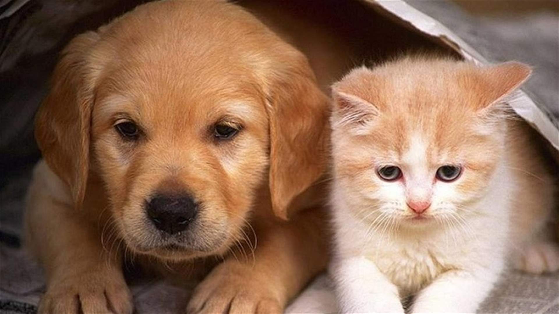 بعد تفشي كورونا...أول مدينة صينية تمنع أكل القطط والكلاب