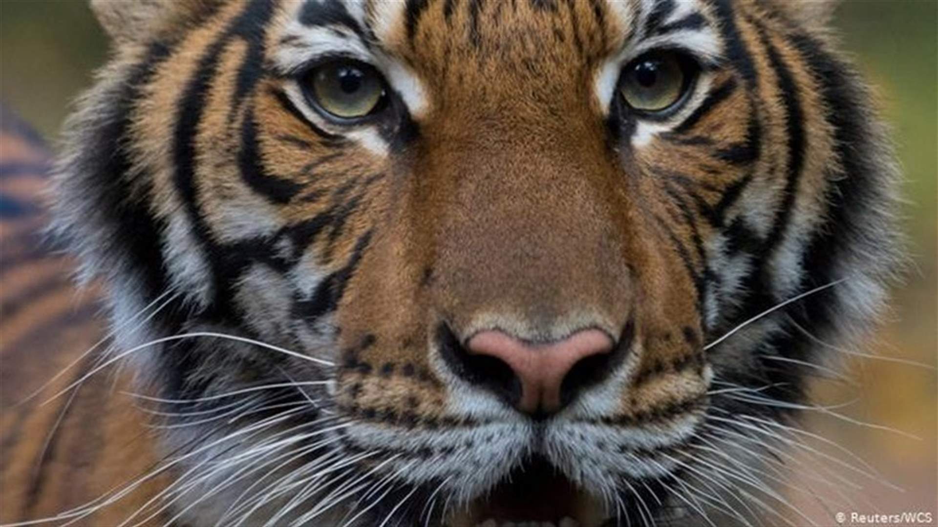 Tiger at New York&#39;s Bronx Zoo tests positive for coronavirus