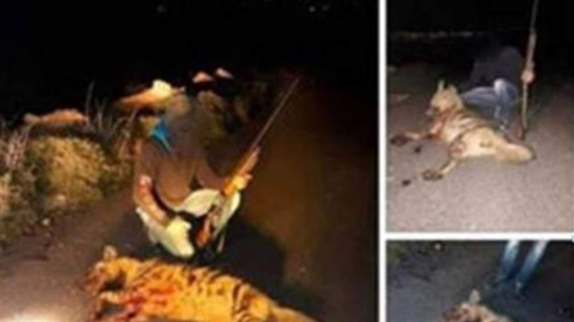 بعد إقدامه على قتل الضبع المهدد بالانقراض ونشر صوره... كيف تصرفت القوى الامنية؟