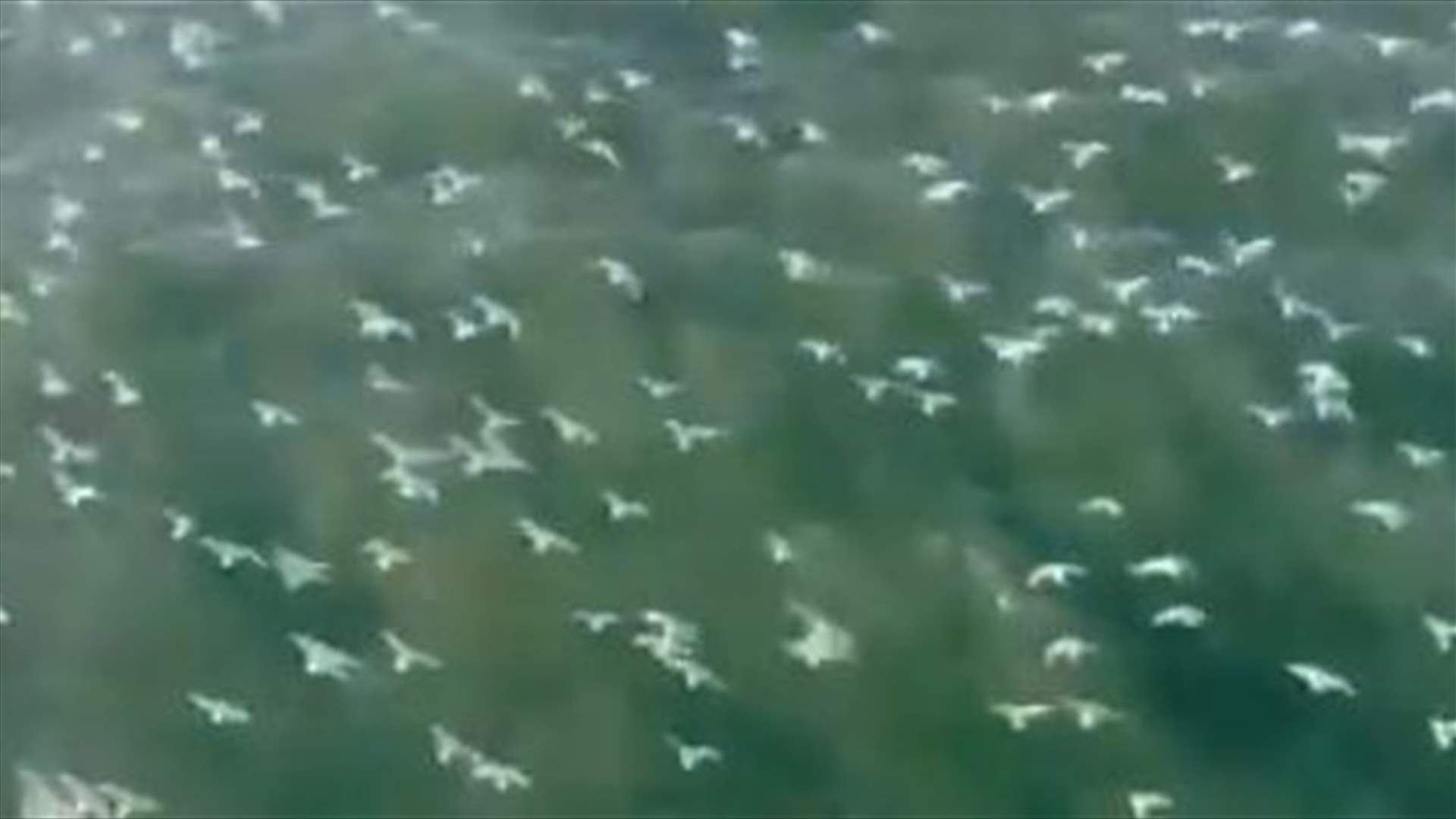 فيديو مميز لطيور النورس تحلق فوق بحر لبنان...