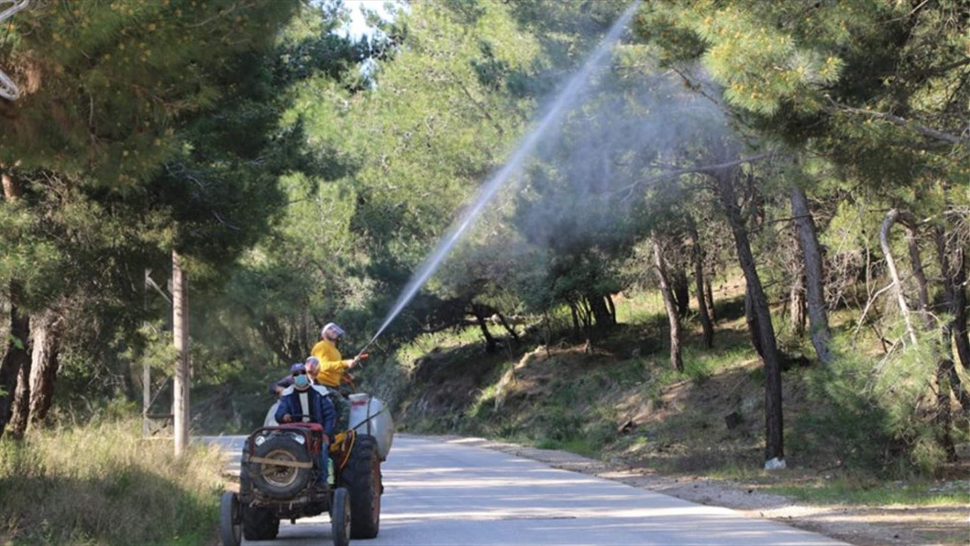 حملة مكافحة حشرة الصندل في القبيات