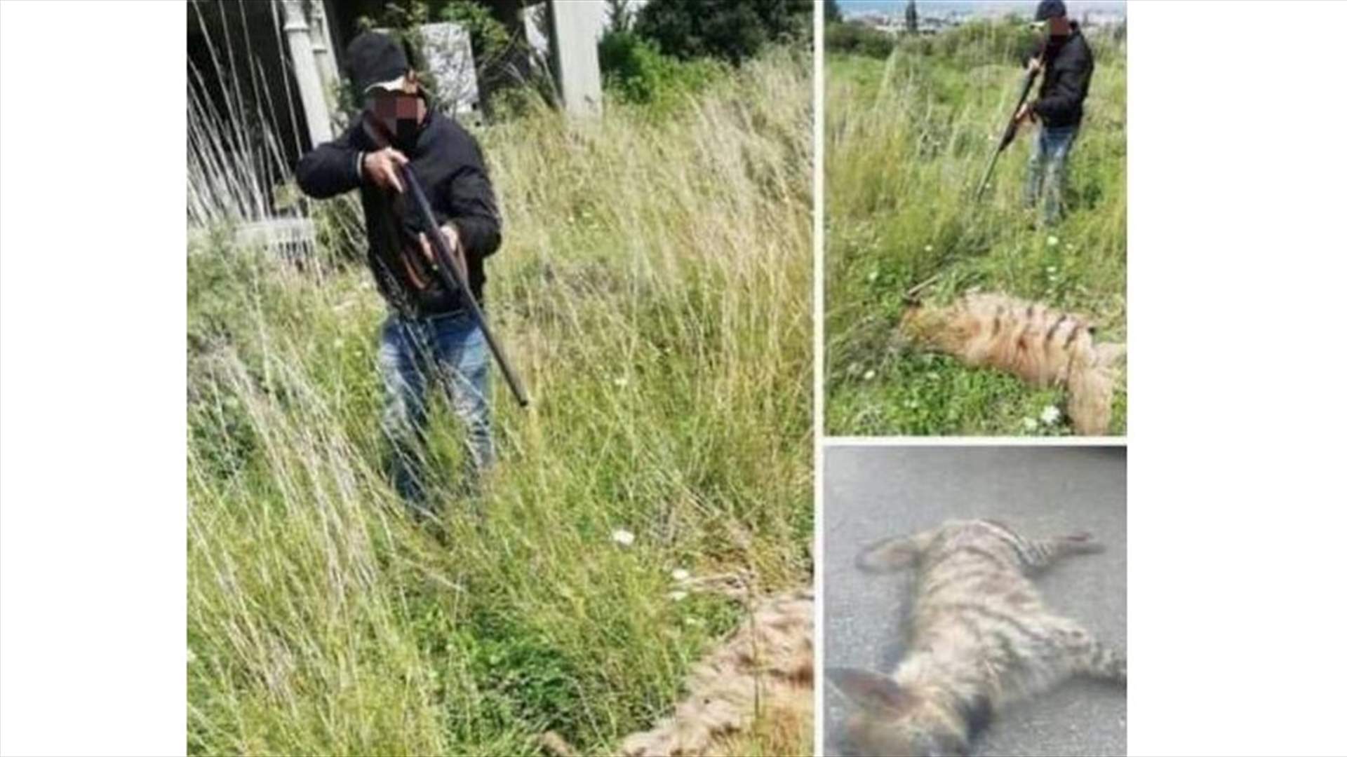 قَتَل ضبعا مهددا بالانقراض وعَرَض الصور على مواقع التواصل