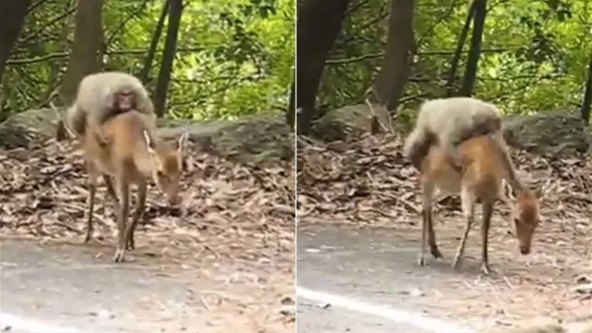 قرد كسول يتنقل على ظهر غزال في مشهد مضحك