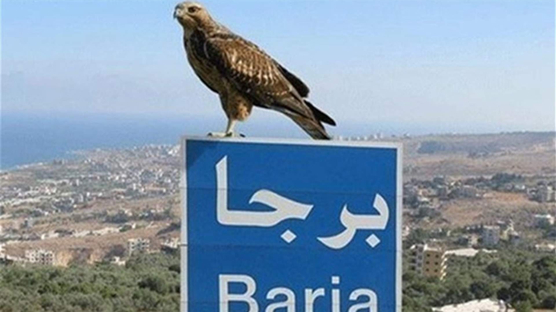 ما جديد إصابات كورونا في برجا؟