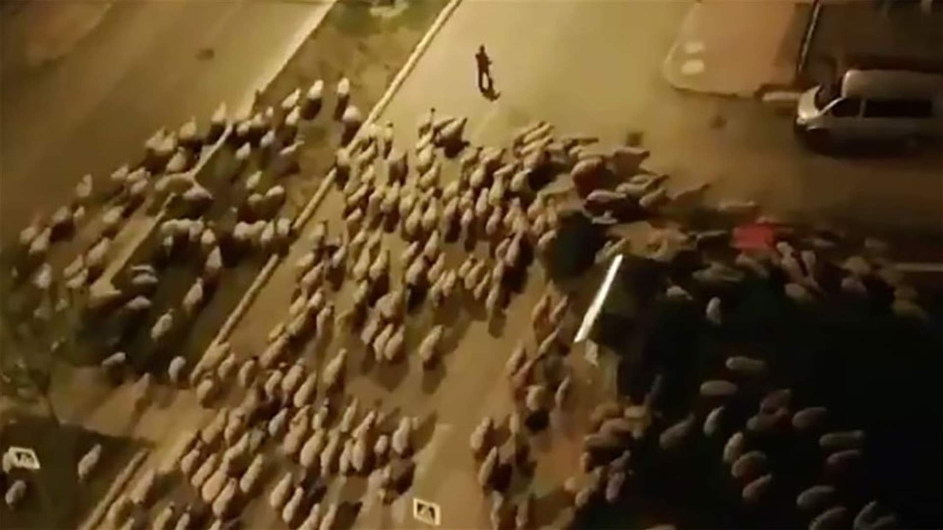 بسبب غياب الناس... الأغنام تجتاح شوارع مدينة تركية (فيديو)