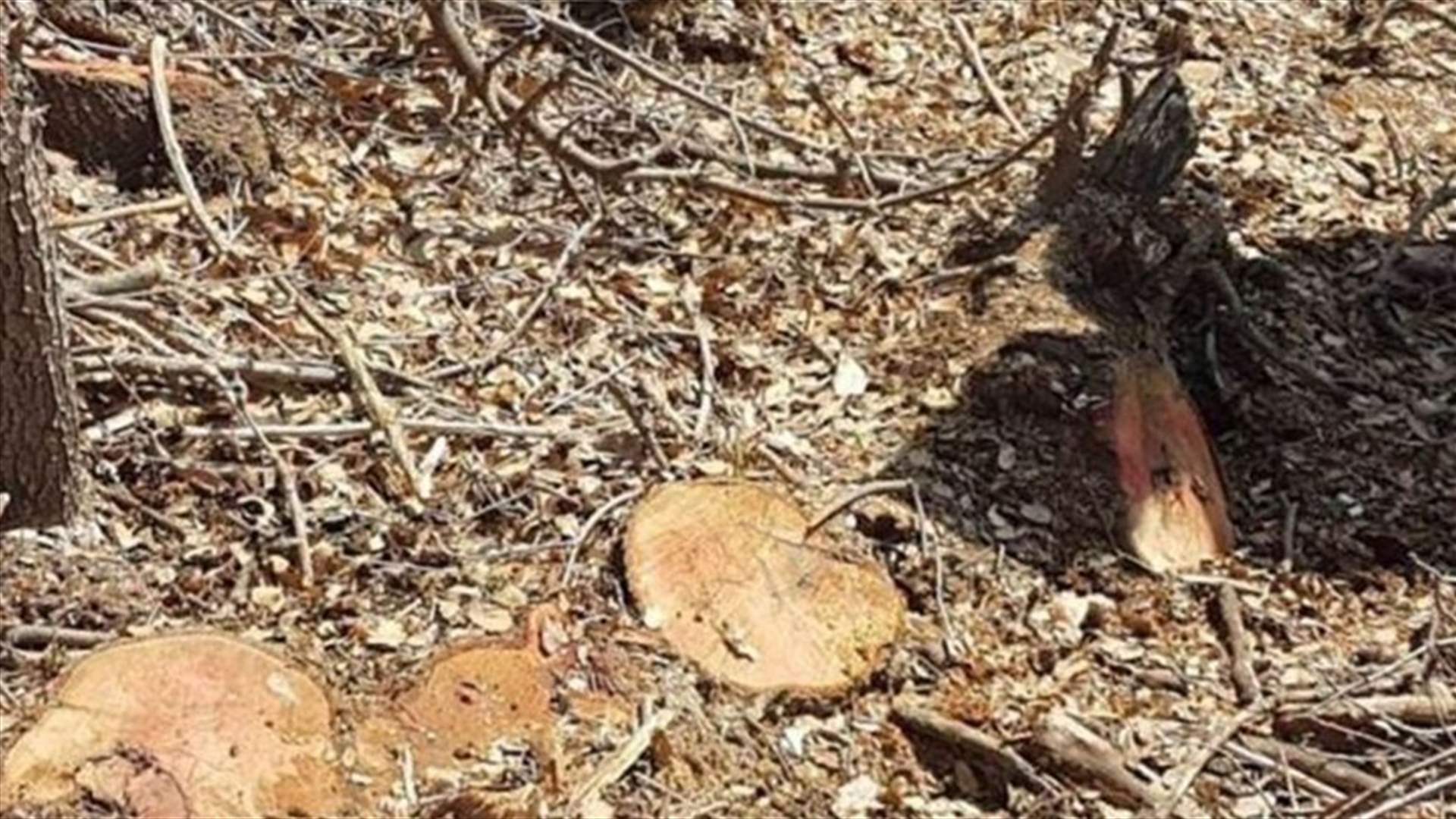 مجزرة بيئية في بلدة كفريا قضاء زغرتا