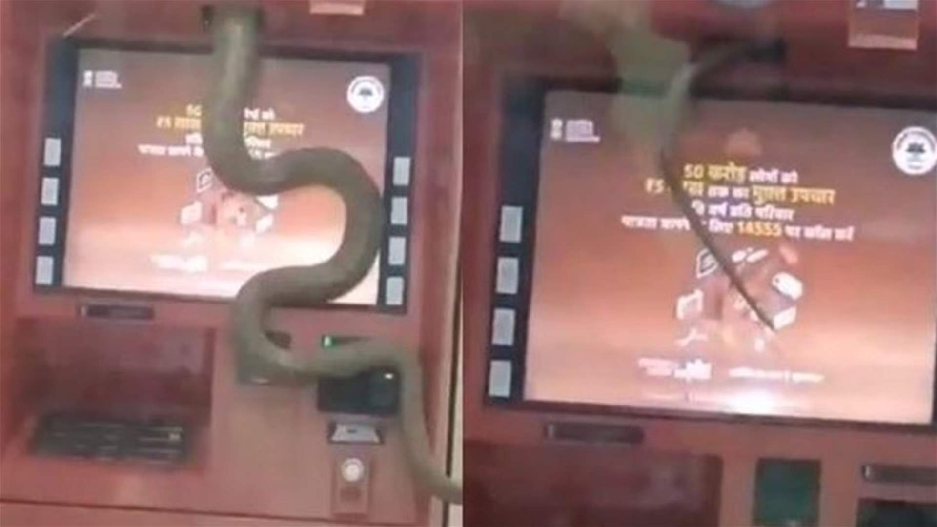 ثعبان يقتحم جهاز صراف آلي... وحالة من الذّعر بين المستخدمين (فيديو)