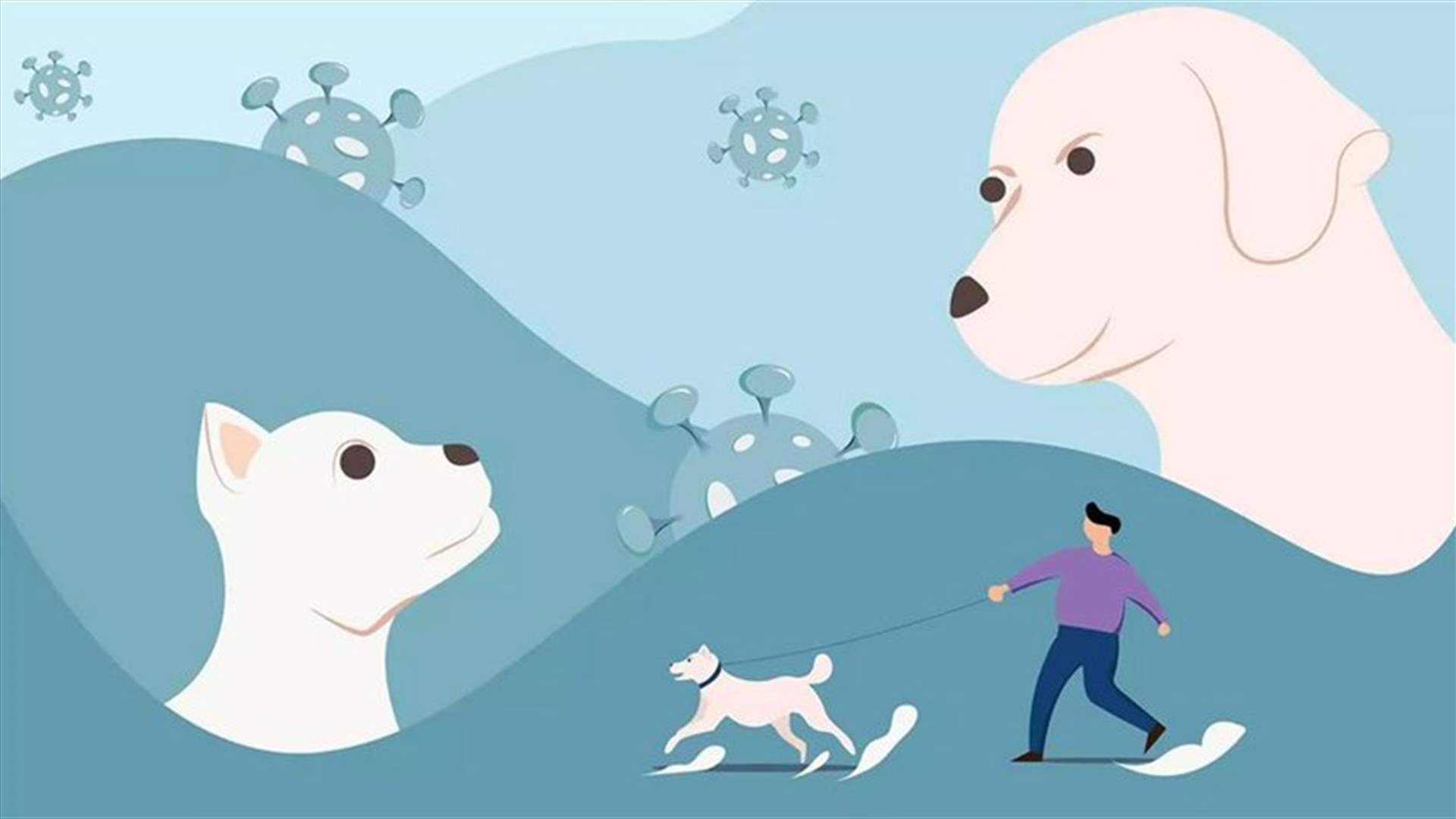 12 things you should know about coronavirus and pets