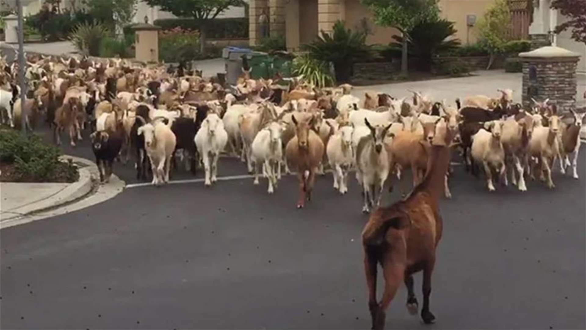هروب قطيع ماعز في كاليفورنيا بمشهد مضحك... غزت الطرقات (فيديو)