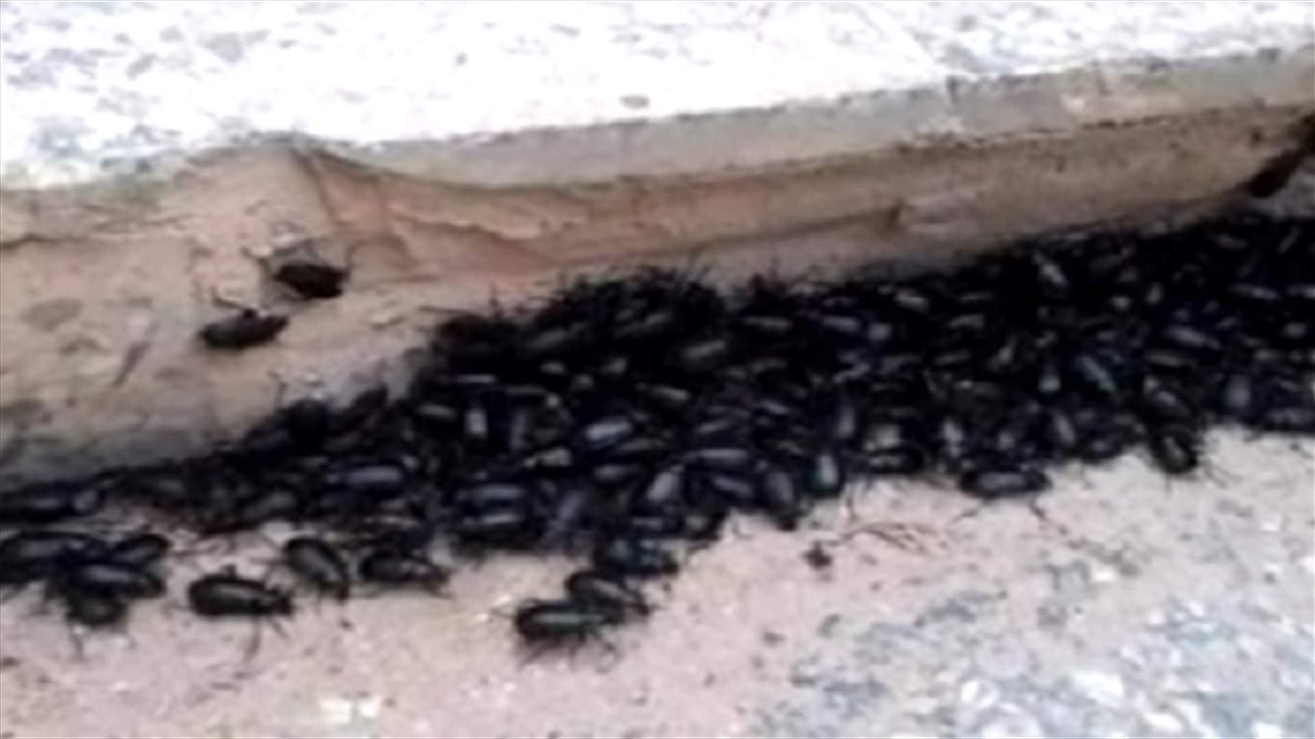 حشرة الخنفساء السوداء انتشرت بقاعاً... فهل يجب القضاء عليها؟