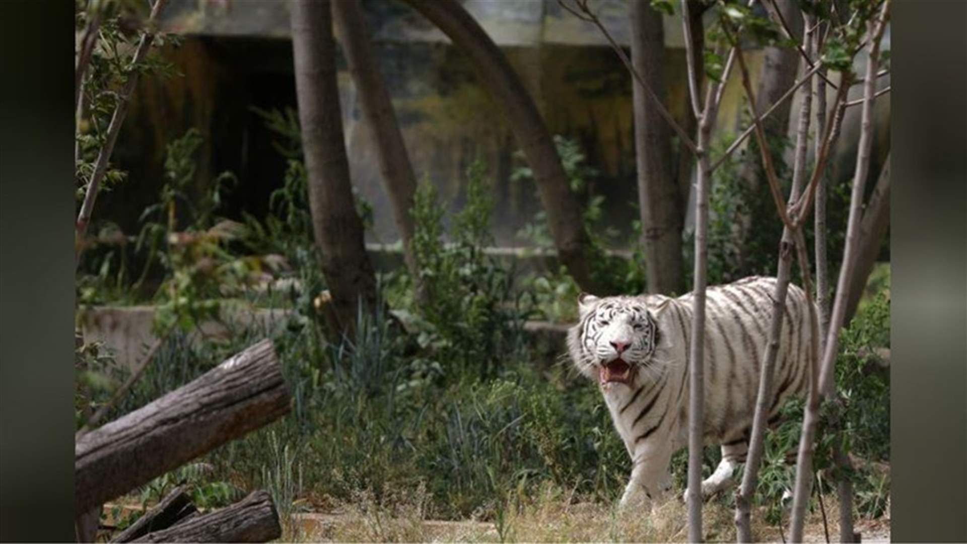 حديقة حيوان تعيد فتح أبوابها... ونمران أبيضان يسحران الزوار