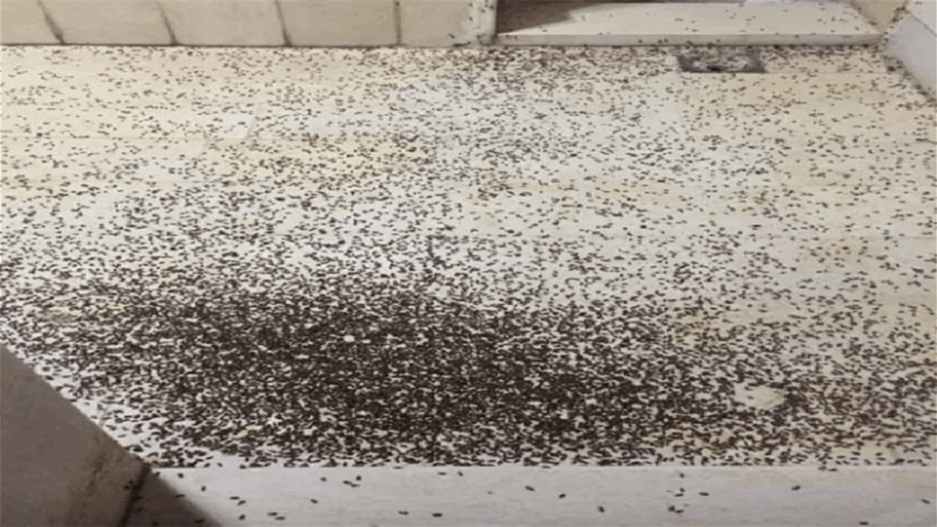 Insects invade Lebanese areas, environmentalists confirm they&#39;re harmless