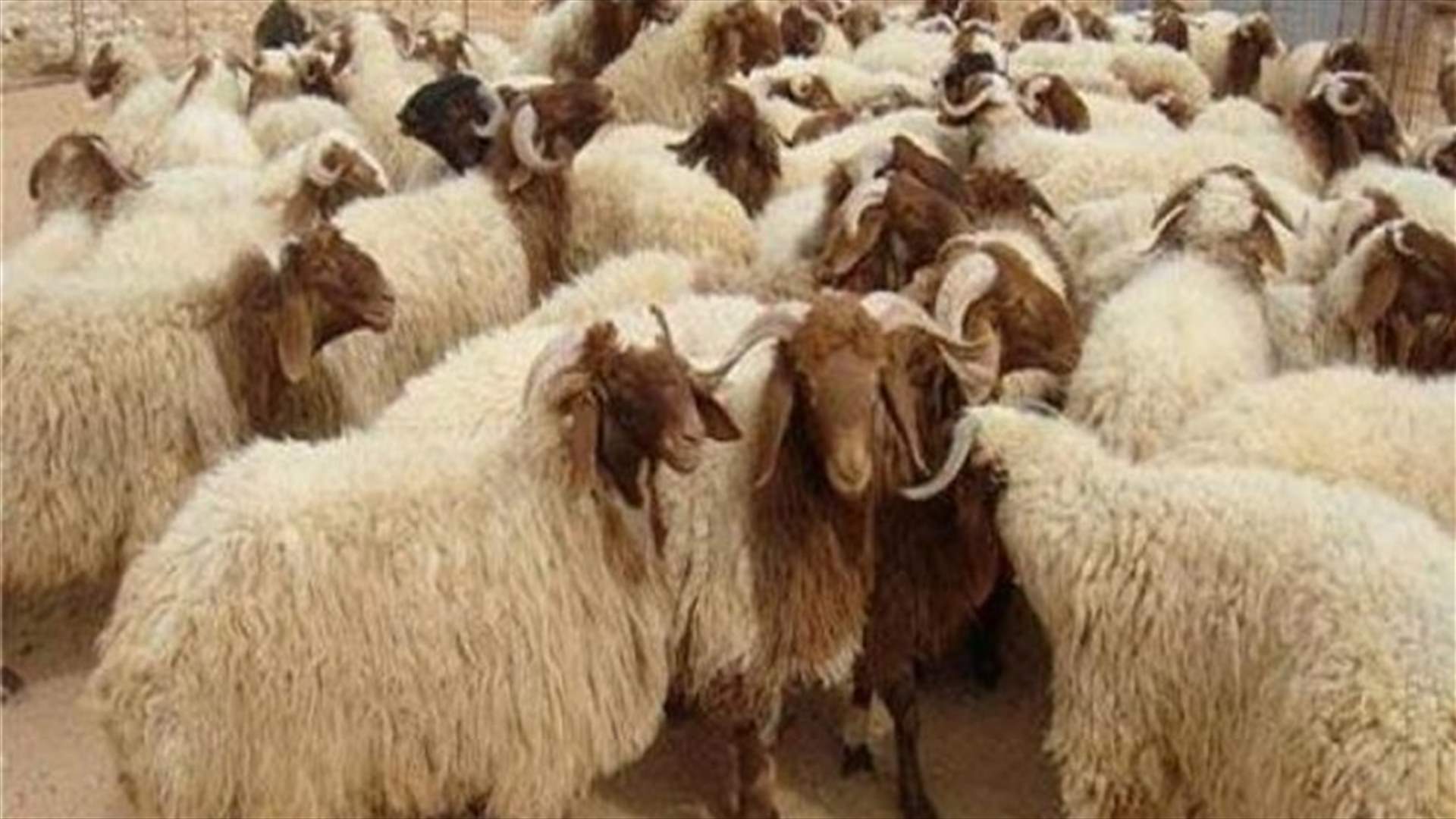 السرقات تصل الى الأغنام...