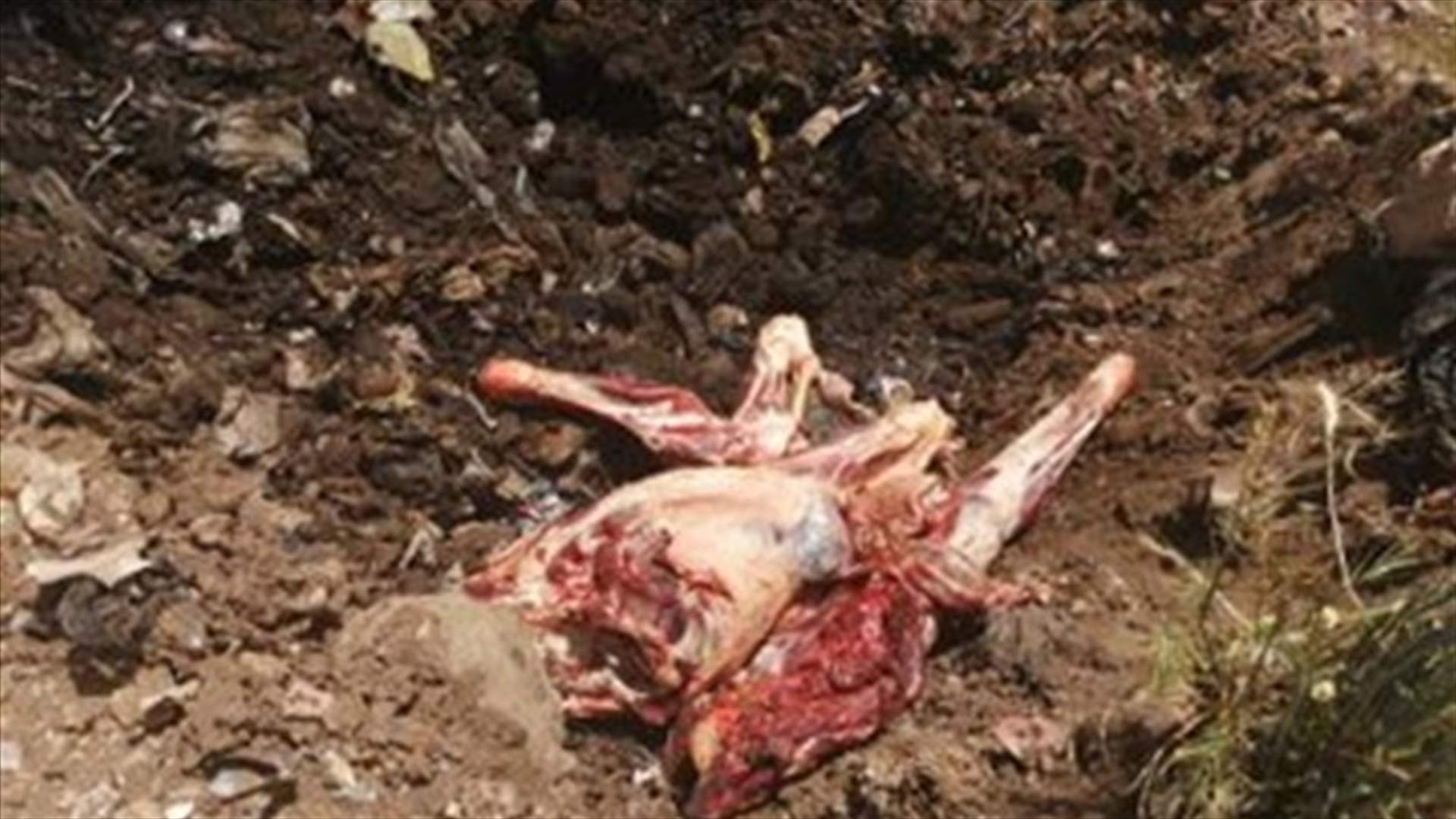ضبط ١٢٠ كلغ من اللحوم الفاسدة في ملحمة في قب الياس (صوَر)