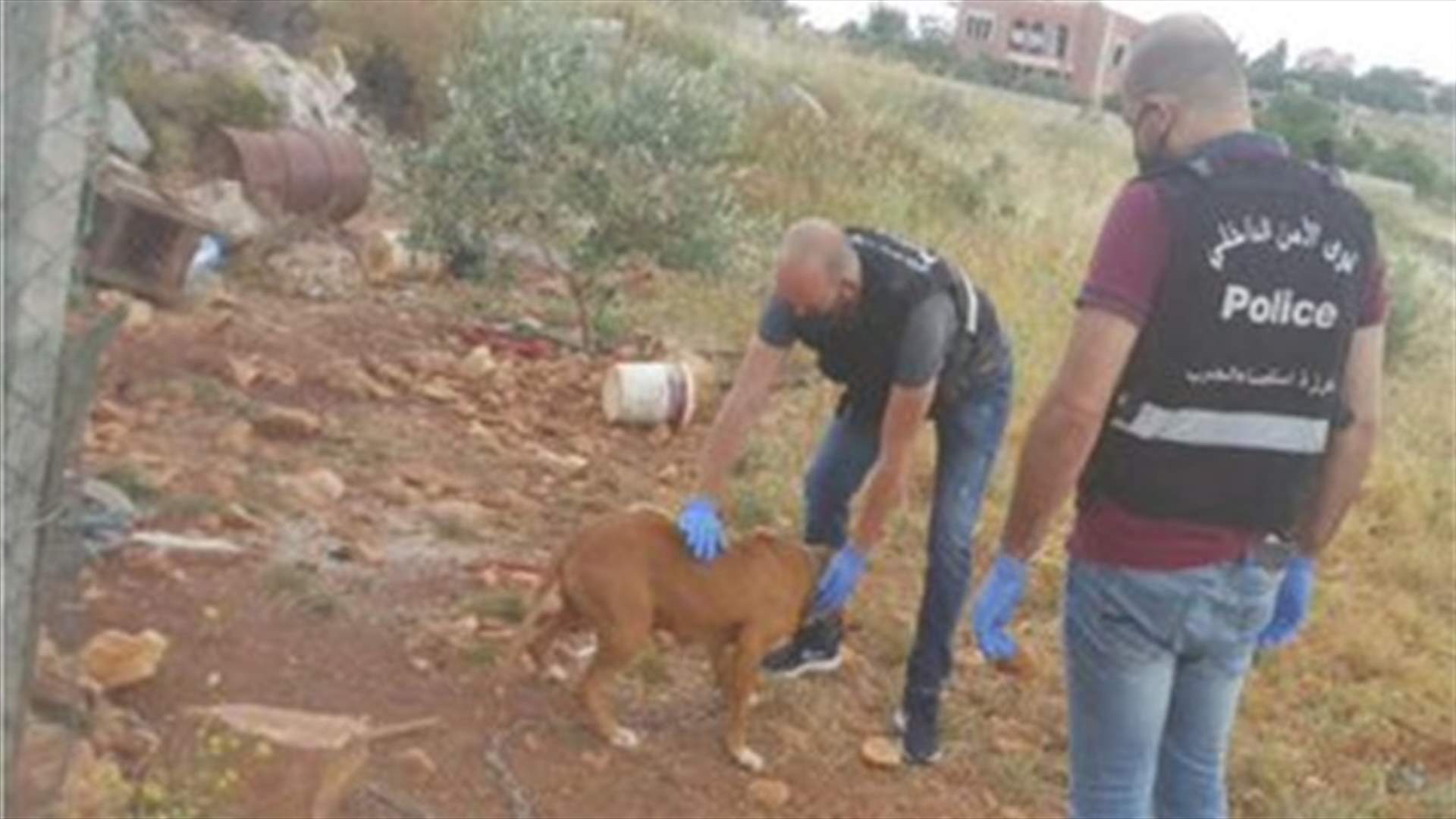 خالف قانون حماية الحيوانات والرفق بها فأوقفته مفرزة استقصاء الجنوب... (صوَر)