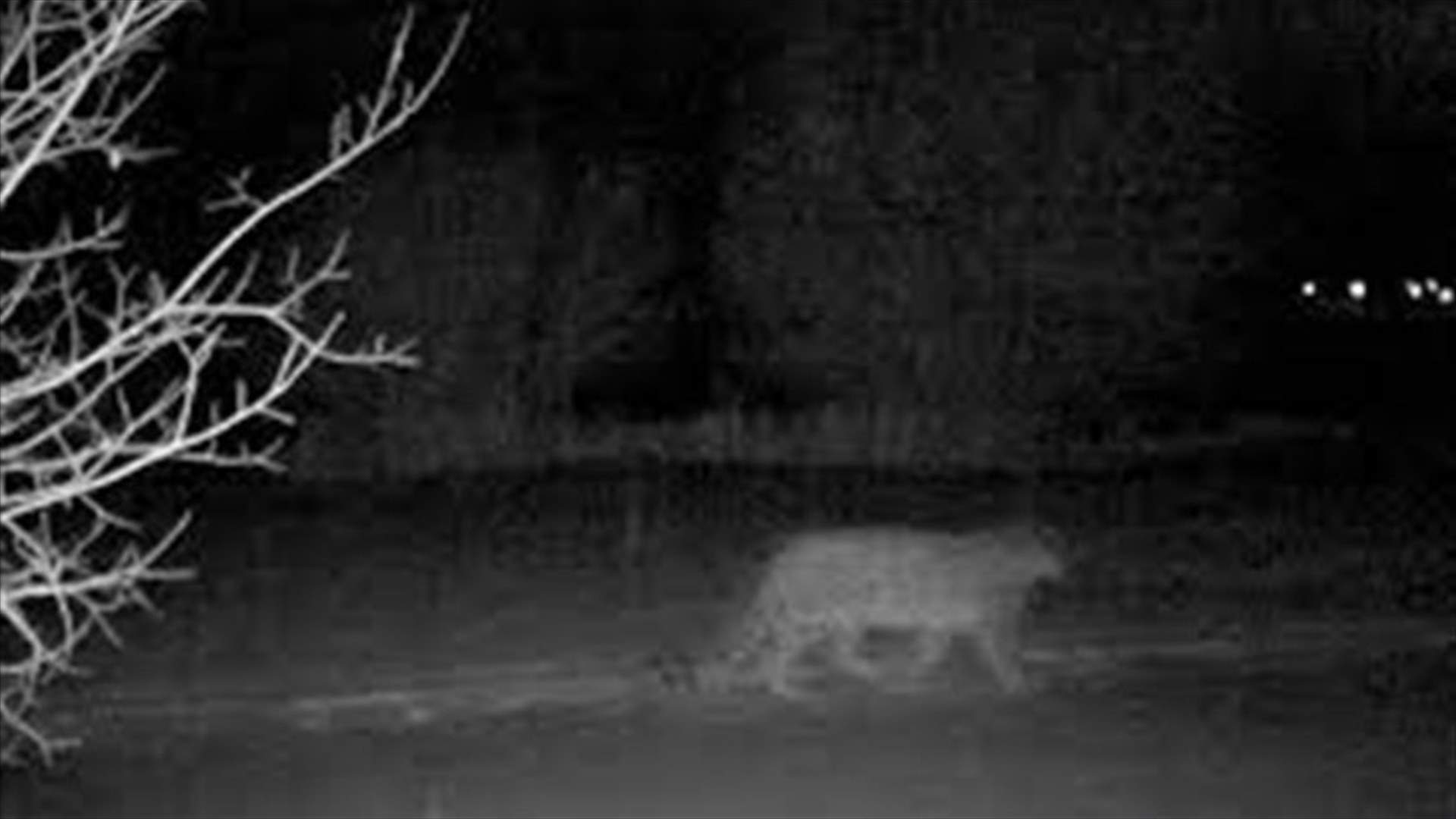 Rare snow leopards spotted in Kazakh city amid lockdown
