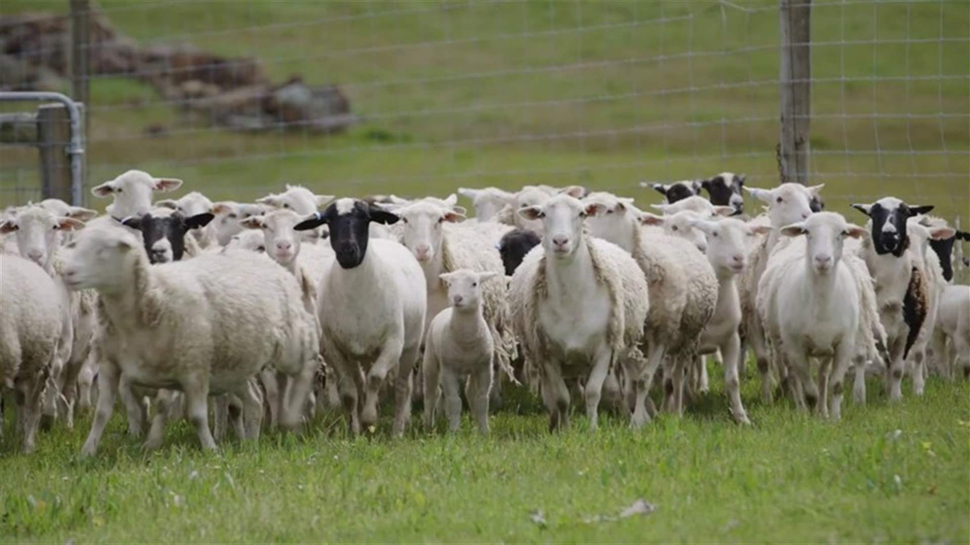 سنوات الجفاف في استراليا تقلّص عدد الأغنام إلى مستوى قياسي