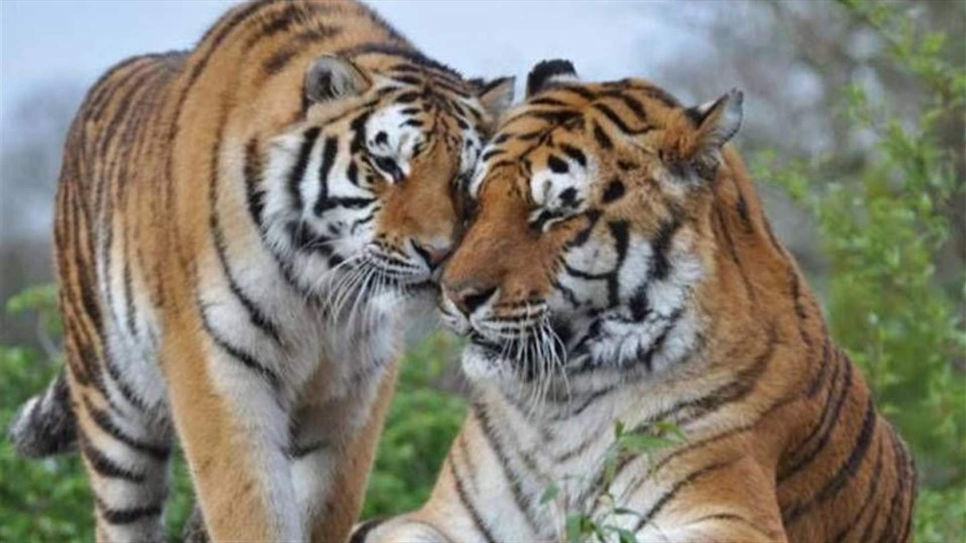 زيادة في مواليد حديقة حيوان روسية... والسبب الإغلاق بسبب كورونا