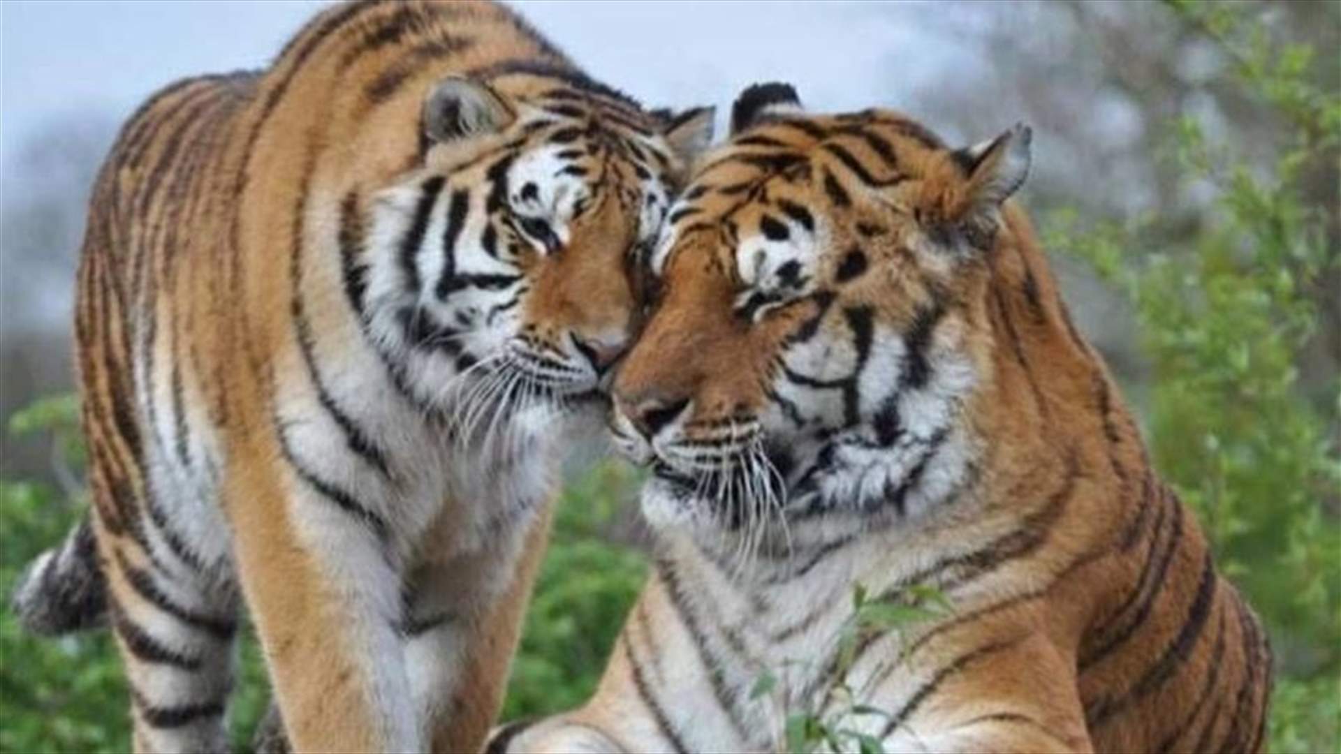 Siberian zoo sees animal baby boom during lockdown